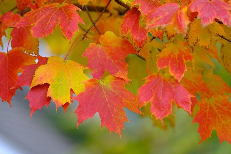 Maple Seedlings - 3 Native NH Acer Species - Hardy Plants for Landscaping and Gardening - Easy to Grow