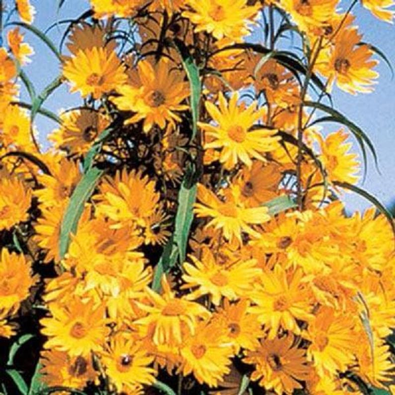 Maximillian Sunflower Bulbs - 5 Pack, Helianthus Maximillian, Perennial Garden Flowers, Attracts Pollinators, Bright Yellow Blooms
