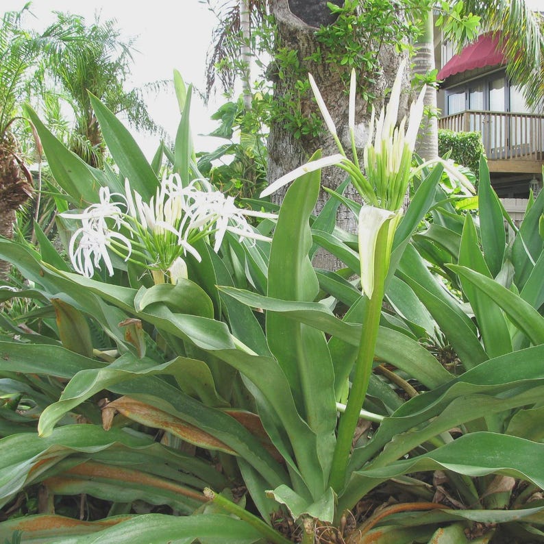 Live Crinum Plant - Large Swamp Lily - White Flowers - Crinum pedunculatum - Versatile for Gardens & Landscaping