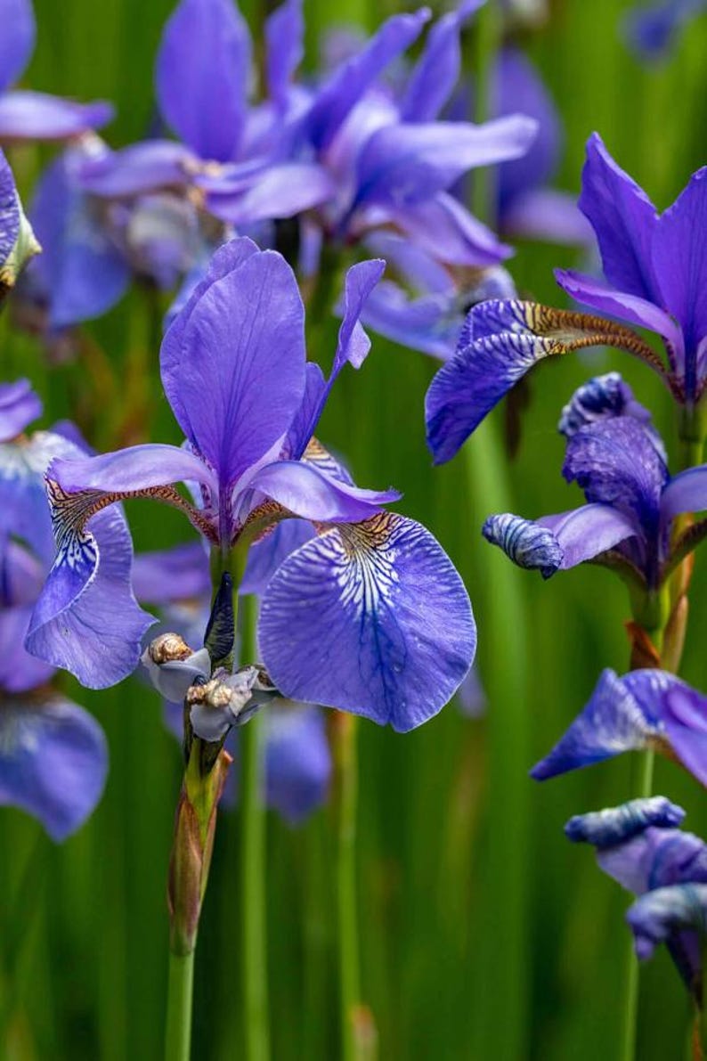 Flag Iris Rhizomes - Blue, Yellow, Reddish Brown - Iris versicolor - Ideal for Wetlands & Spring Blooms