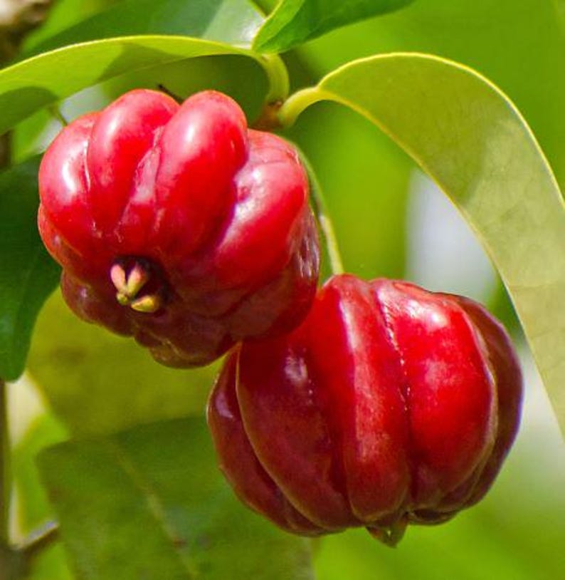 Surinam Cherry Starter Plant 4" Pot | Fast Growing Pitanga | Edible Fruit | Eugenia uniflora