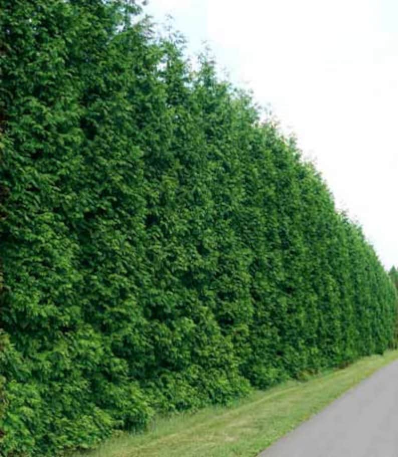 Emerald Green Arborvitae Plants - 2 Pack, Thuja Occidentalis 'Emerald', 4" Container, Evergreen, Hardy Zones 3-7