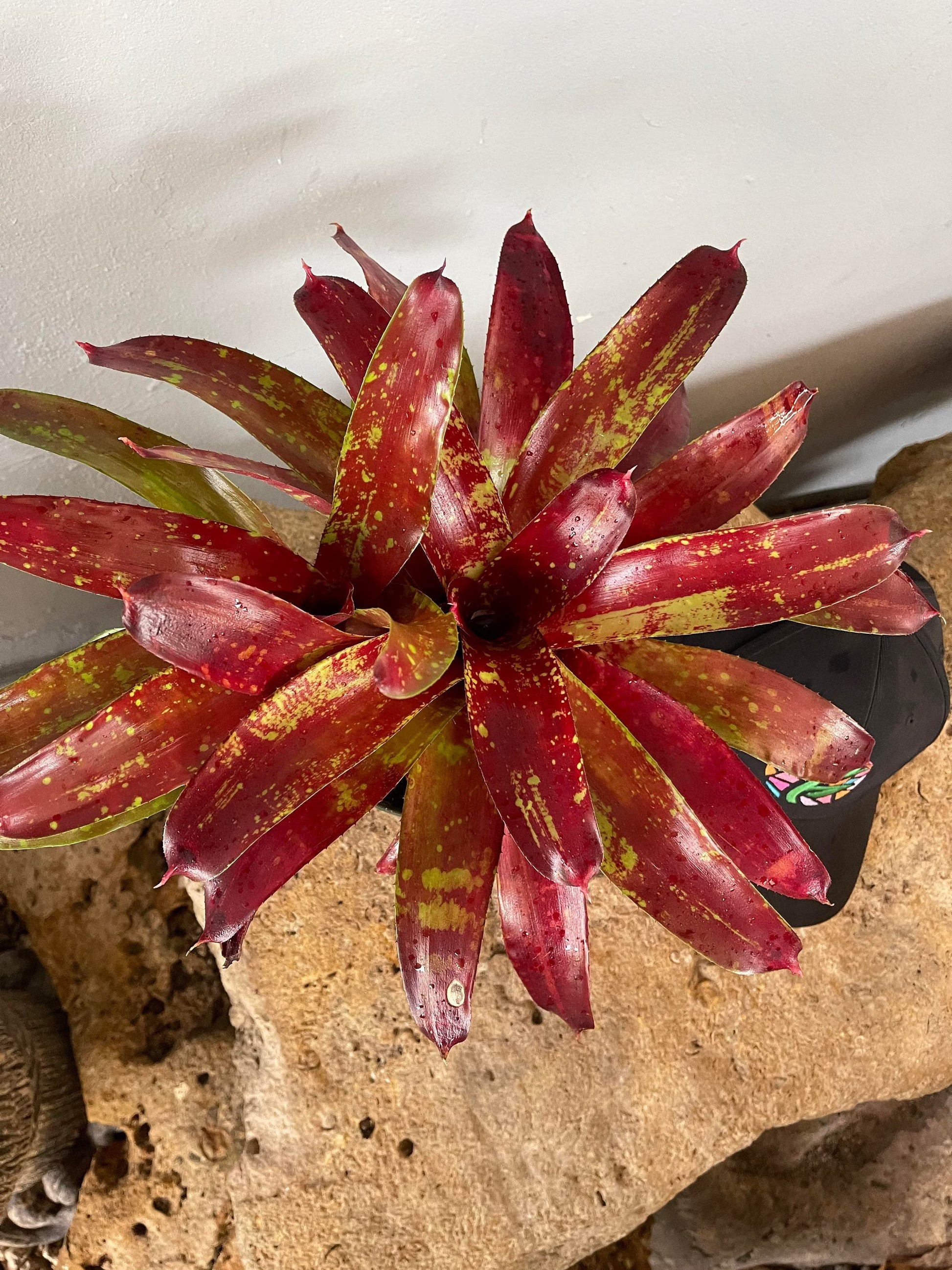 Live Bromeliad Plant - Bareroot Neoregelia ‘Gazpacho’ - Colorful Rosette - Tropical Houseplant - Easy-Care Indoor Plant