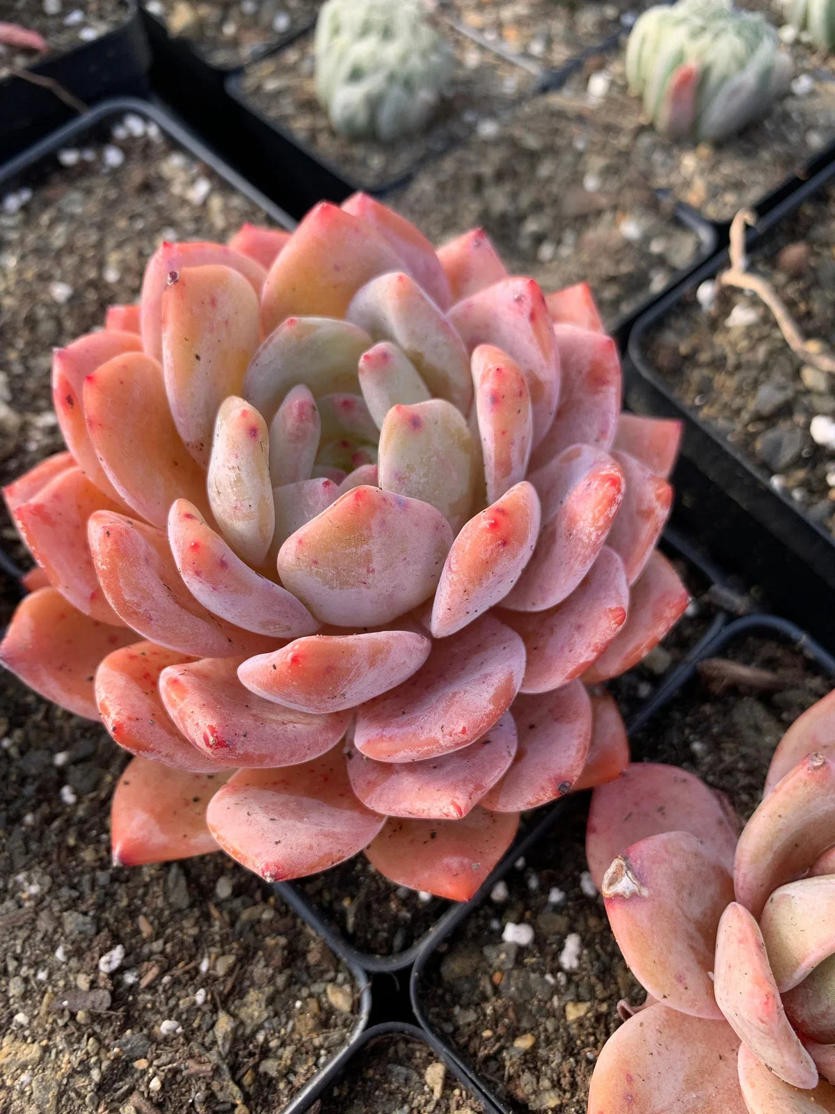 Echeveria Orange Monroe 2” | Rare Pastel Succulent | Live Bare Root Plant | Easy Care Indoor Outdoor | Echeveria