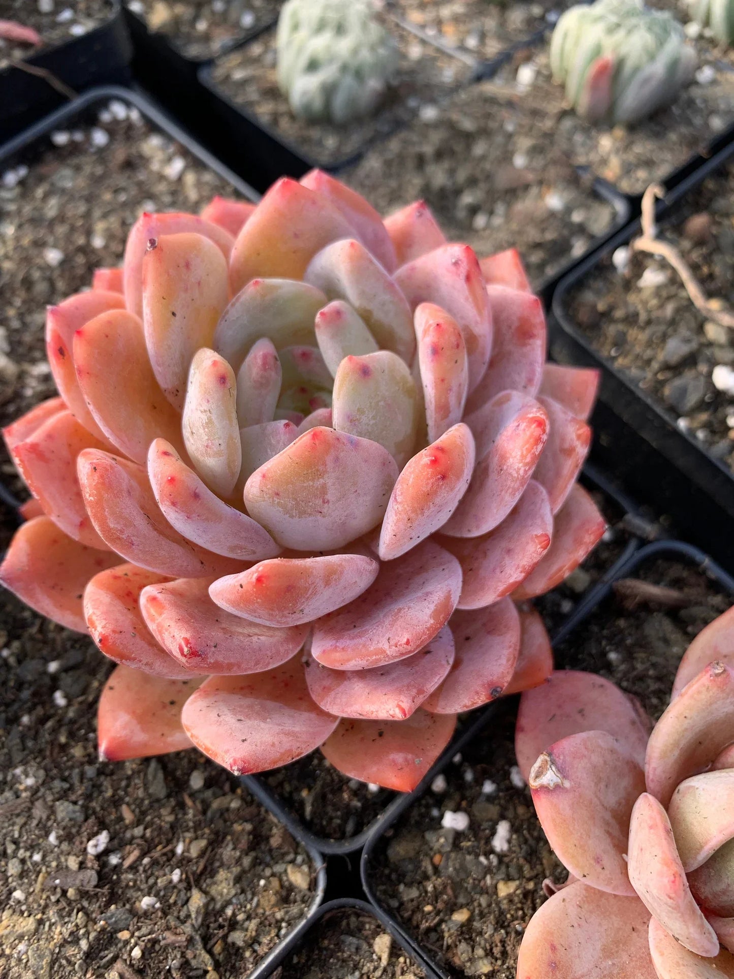 Echeveria Orange Monroe – Rare Succulent Plant 2” | Live Bare Root | Easy Care Pastel Echeveria | Indoor Outdoor