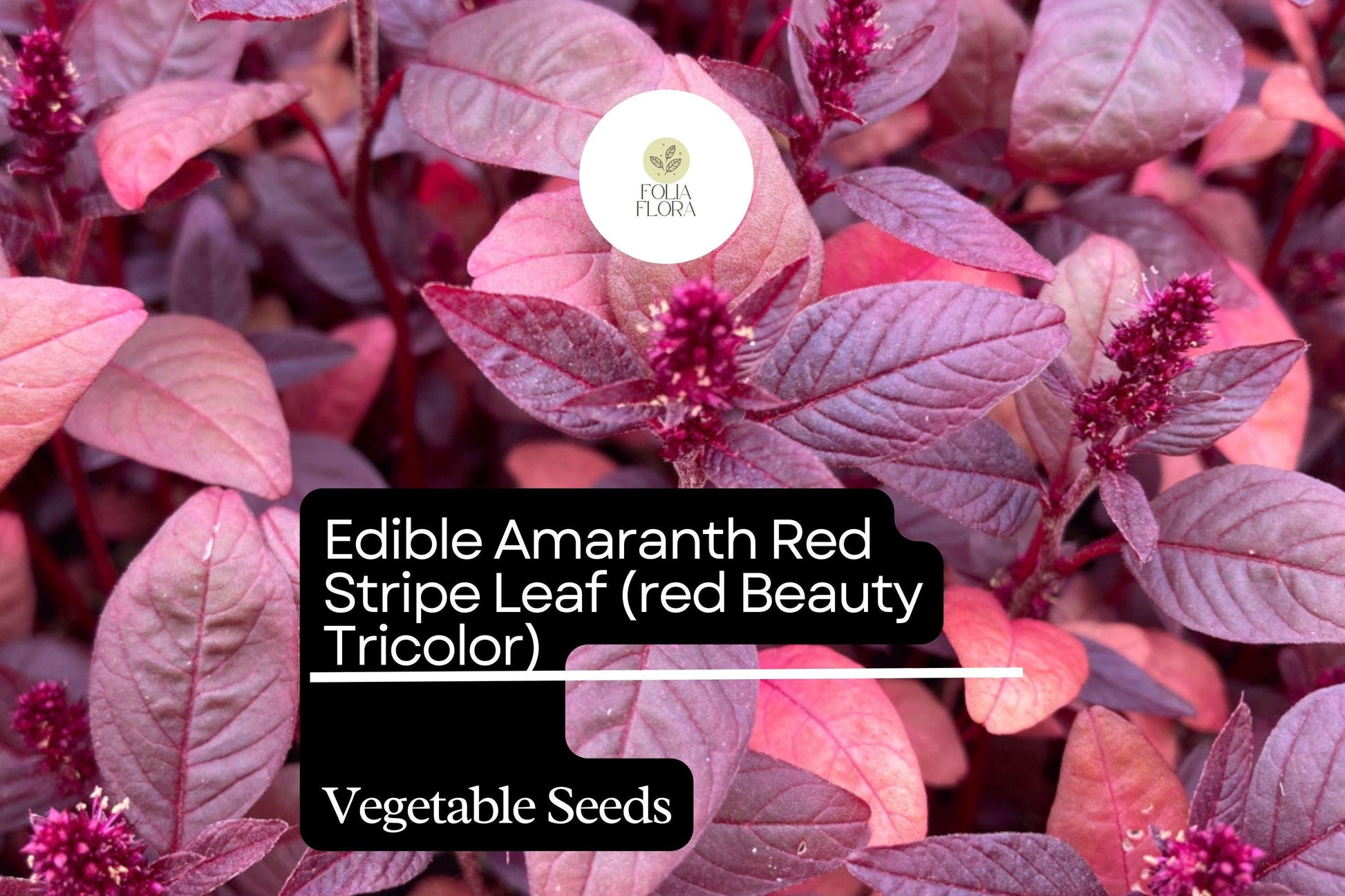 Red Beauty Amaranth Seeds | 500mg Edible Heirloom Vegetable | Amaranthus tricolor ‘Red Beauty’ | Nutritious Microgreens