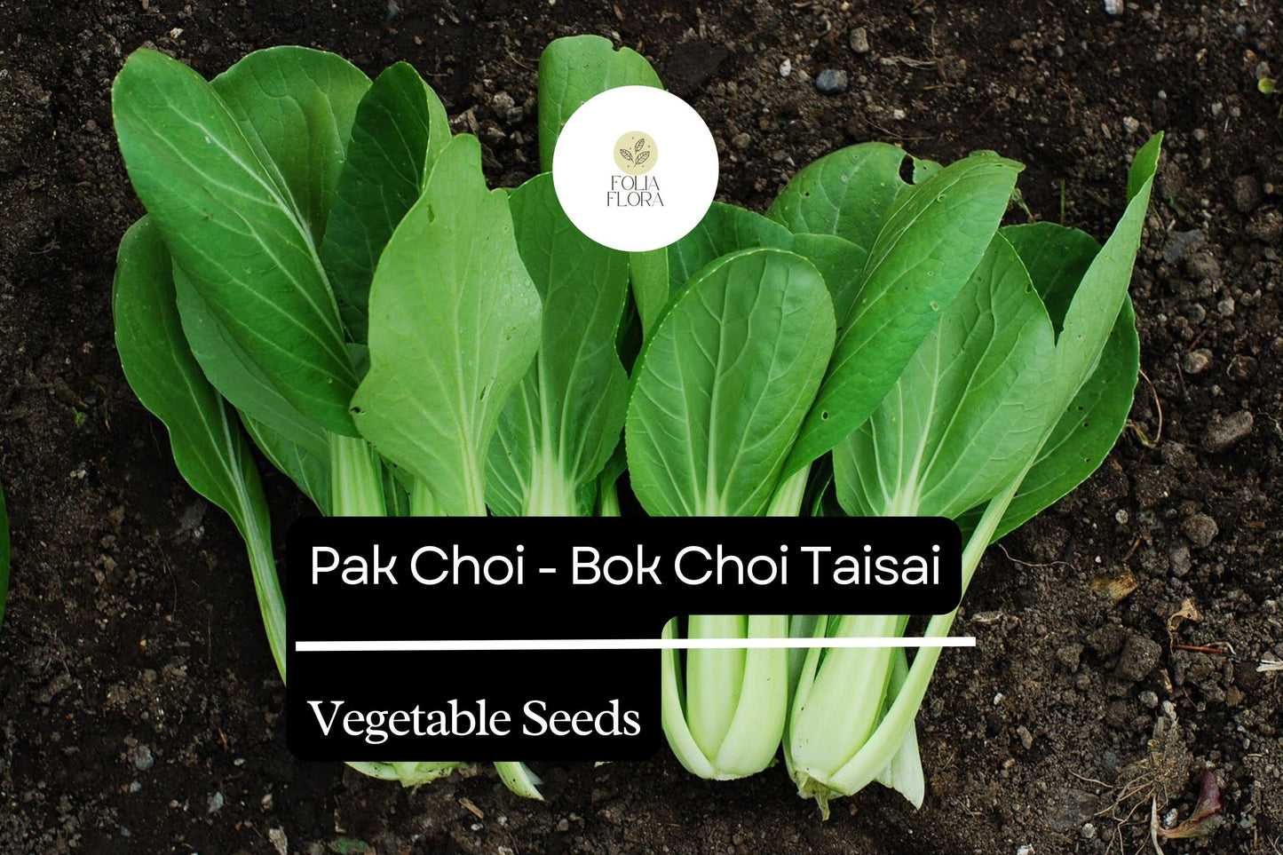 Pak Choi Seeds 500mg - Heirloom Taisai Bok Choi, Brassica rapa var. chinensis, Fast-Growing Asian Greens for Garden or Container