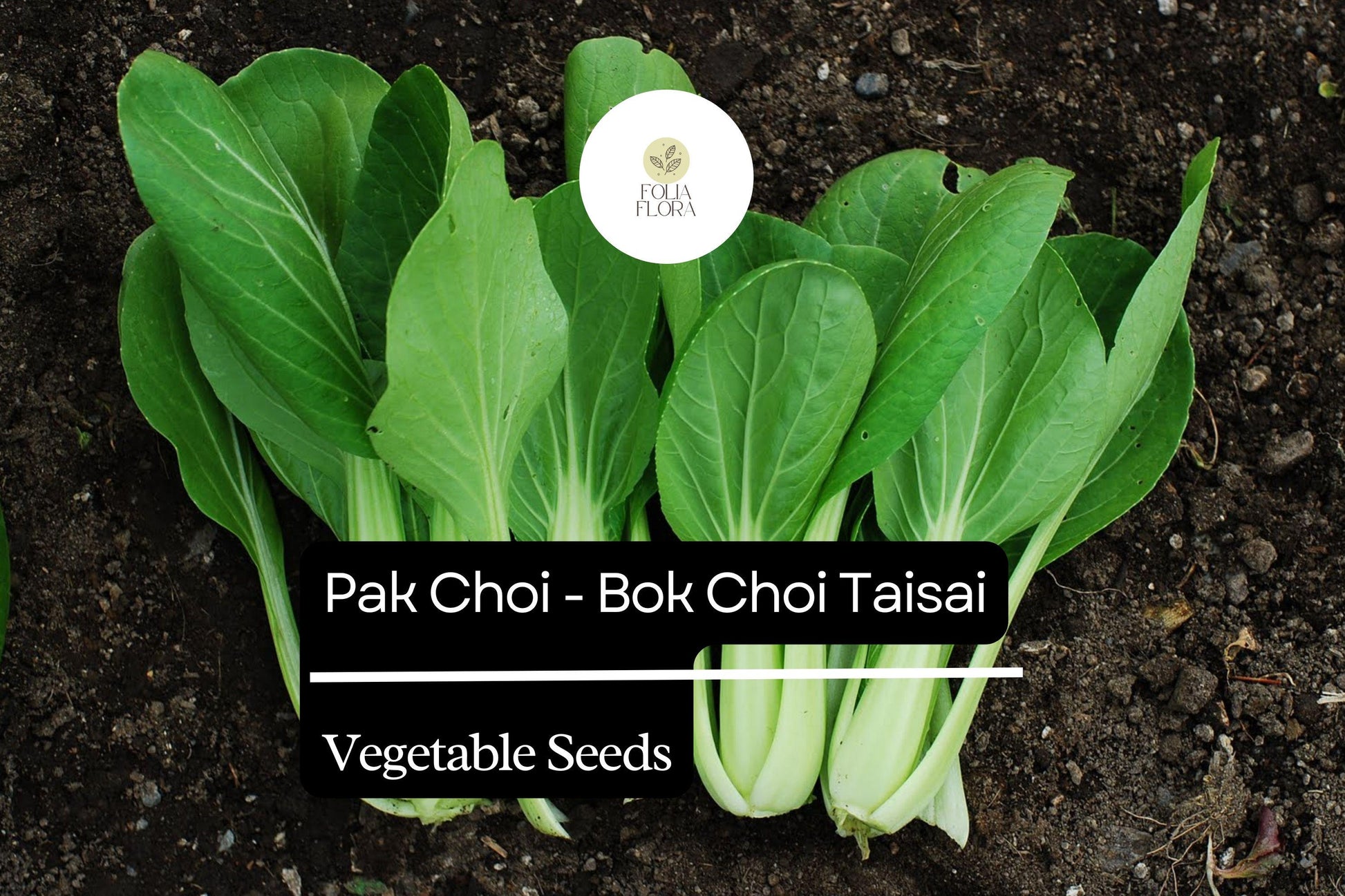 Pak Choi Seeds 500mg - Heirloom Taisai Bok Choi, Brassica rapa var. chinensis, Fast-Growing Asian Greens for Garden or Container