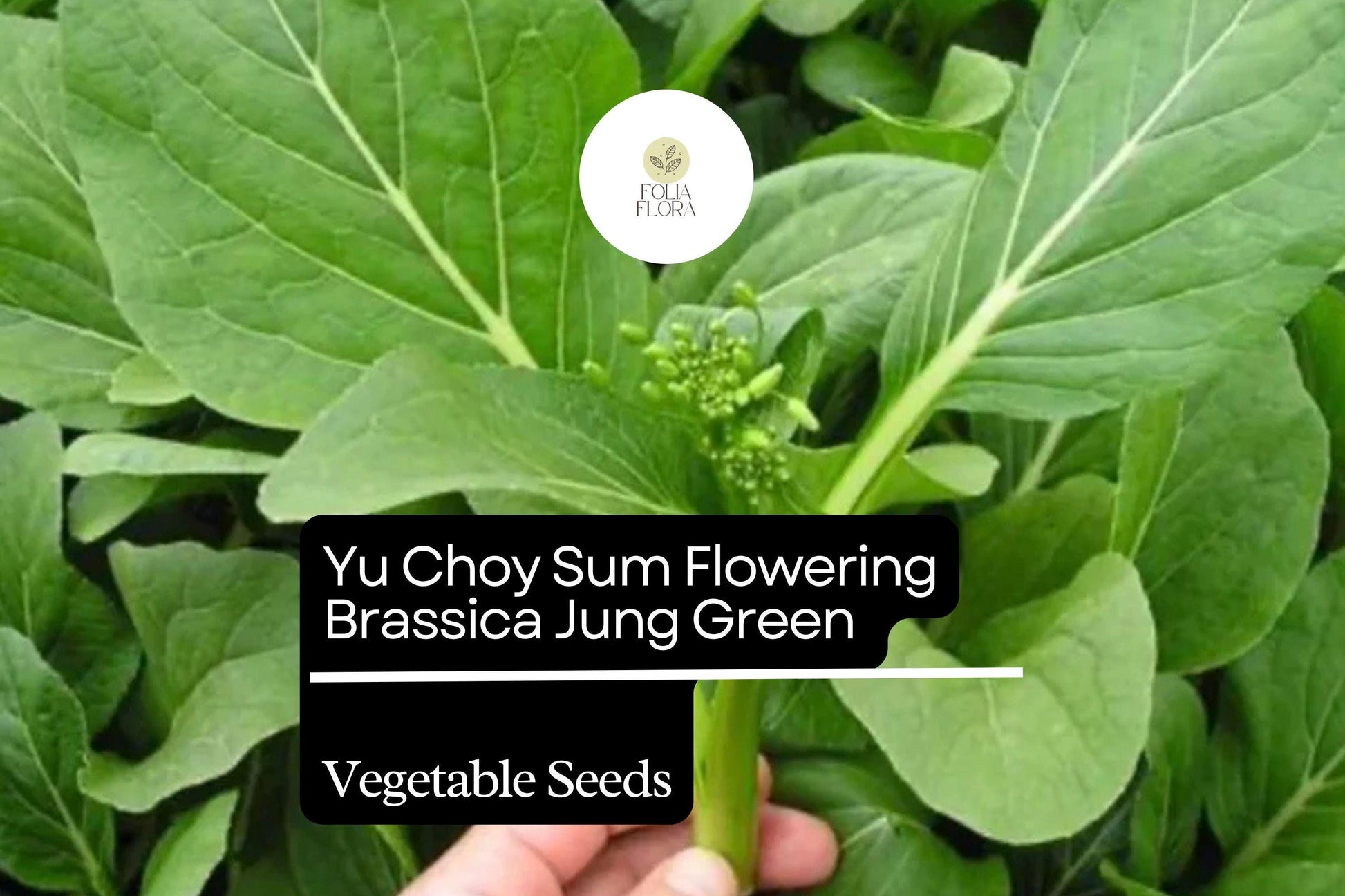 Yu Choy Sum Seeds 500mg | Heirloom Brassica rapa var. parachinensis | Edible Yellow Flowers | Fast-Growing Leafy Green
