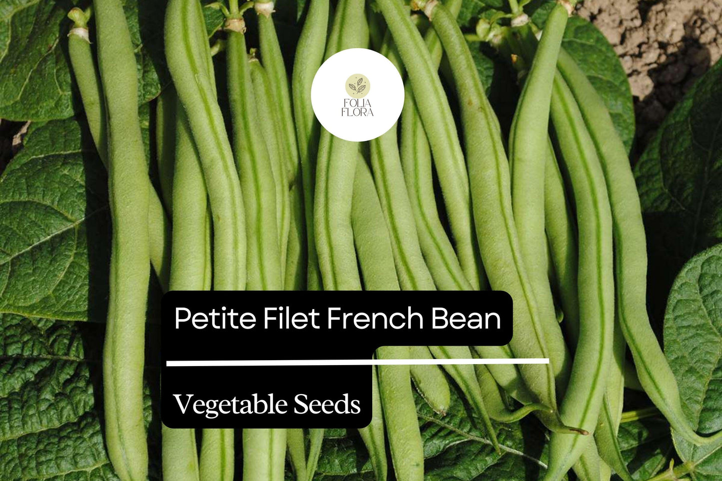 Petite Filet French Bean Seeds 5g | Gourmet Stringless Haricots Verts | Phaseolus vulgaris | High Yield, Easy to Grow