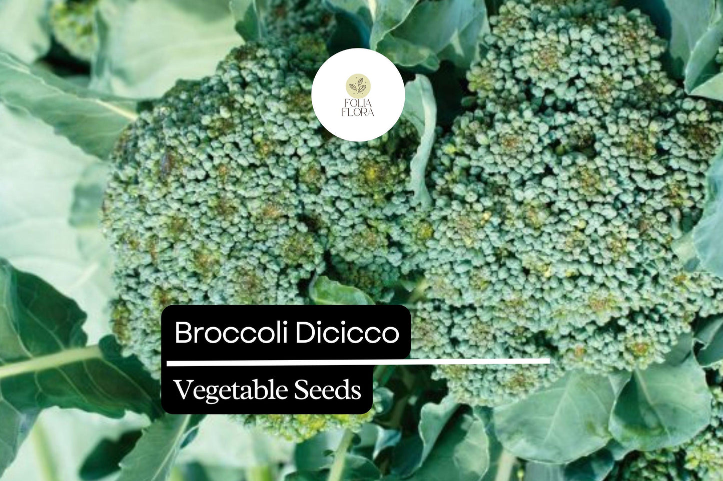 Broccoli Seeds 1g | Heirloom Di Cicco Variety, Non-GMO, Brassica oleracea var. italica, Continuous Harvest, Cold-Hardy
