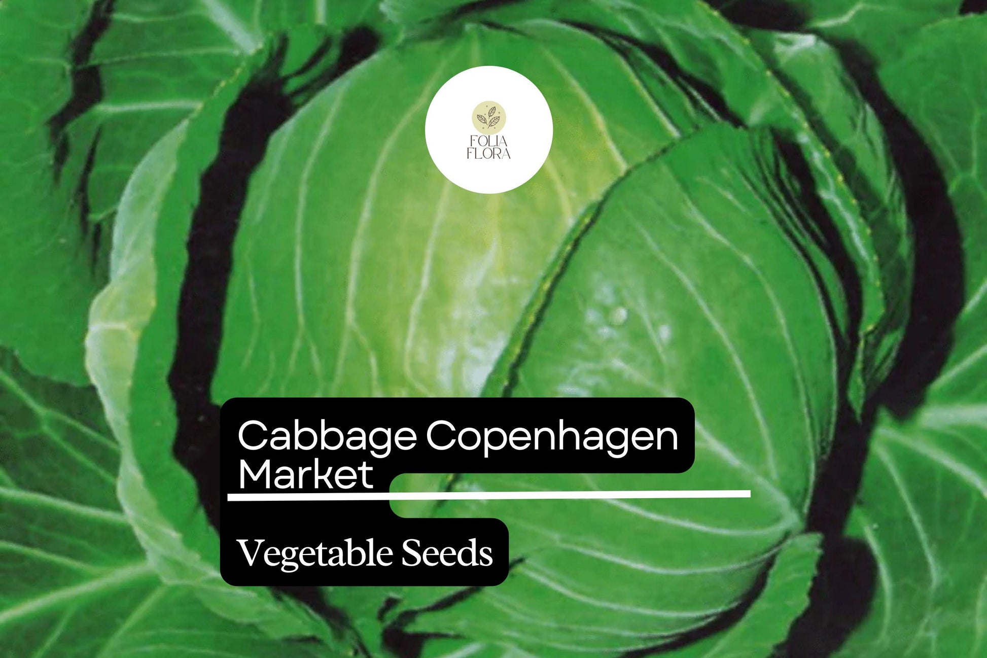 Cabbage Seeds 1g Heirloom Copenhagen Market Brassica oleracea var. capitata - Sweet Crisp Flavor for Home Garden