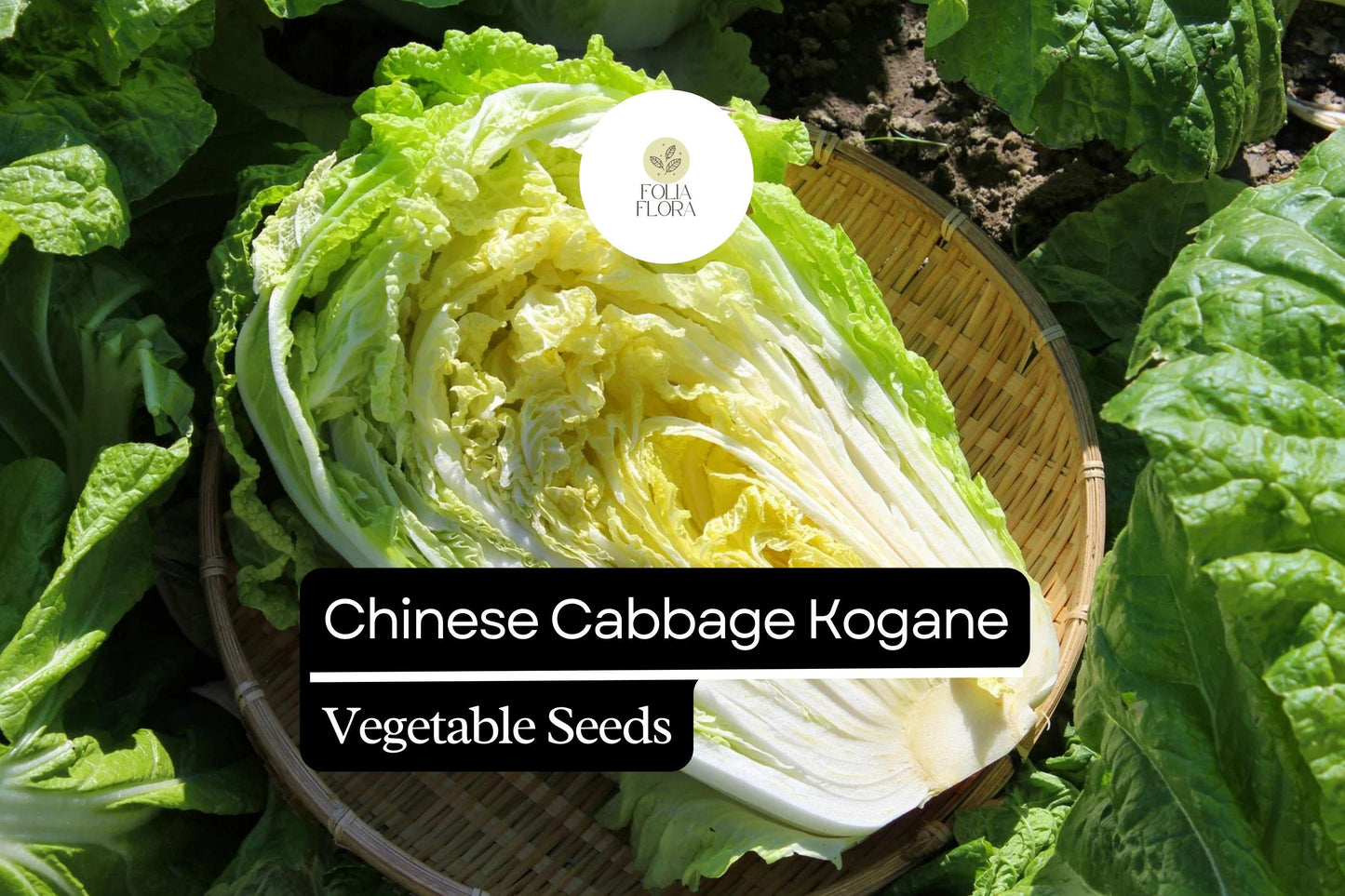 Kogane Napa Cabbage Seeds 500mg - Sweet & Crisp Brassica rapa var. pekinensis - Non-GMO Chinese Cabbage for Salads & Stir-Fries