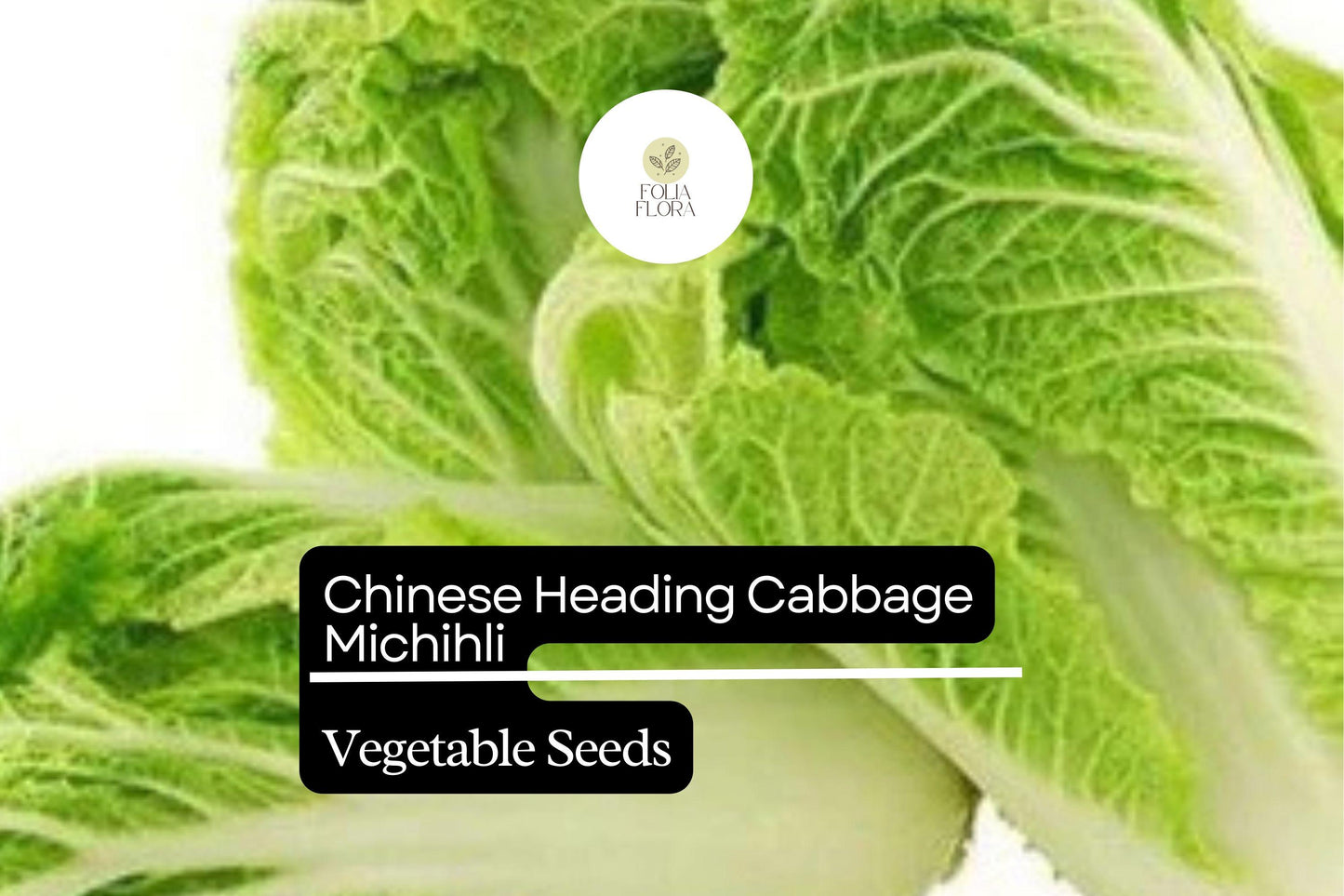 Napa Cabbage Seeds 500mg Michihli Heirloom Brassica rapa var. pekinensis Sweet Crisp Flavor for Kimchi Stir-Fries Salads