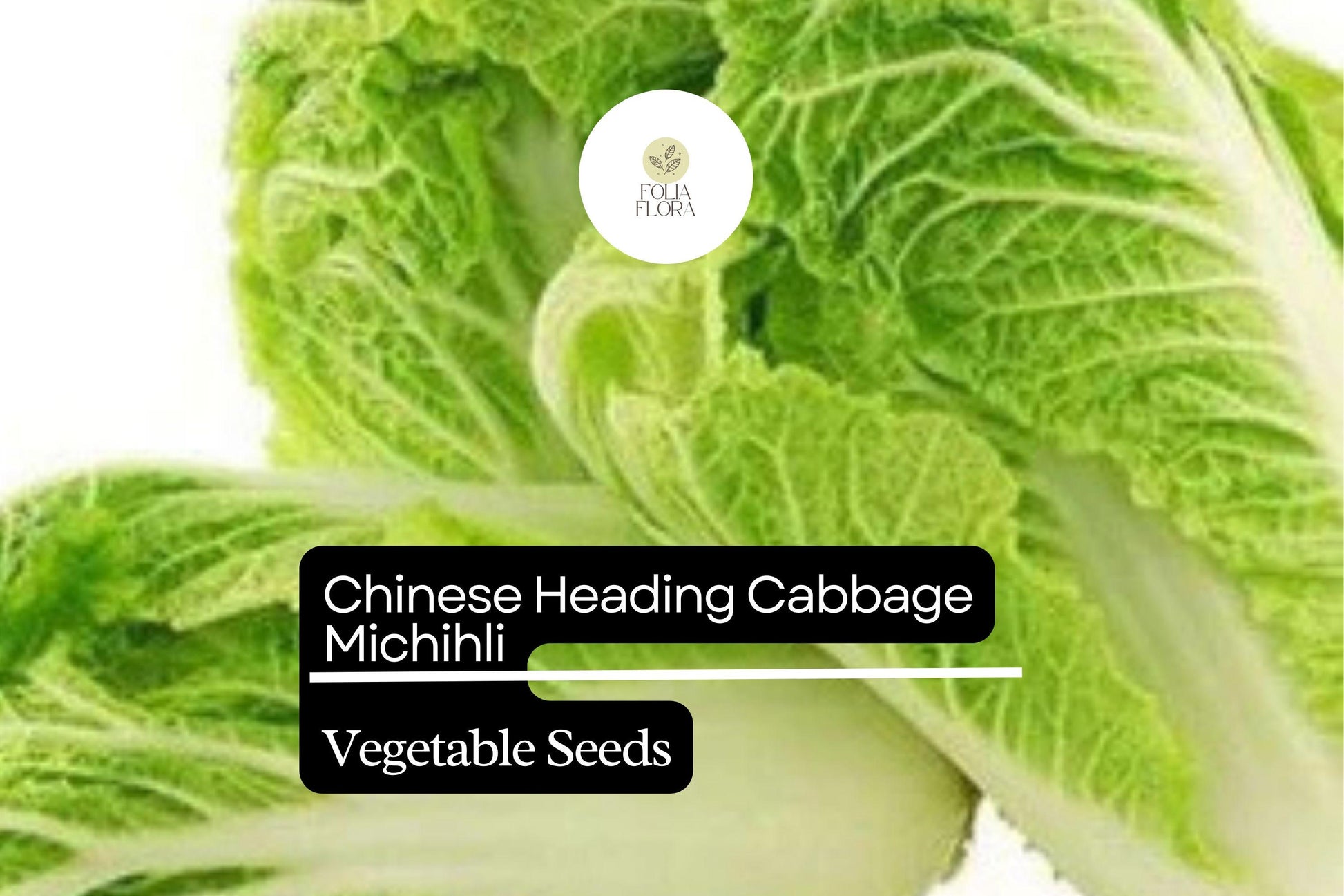 Napa Cabbage Seeds 500mg Michihli Heirloom Brassica rapa var. pekinensis Sweet Crisp Flavor for Kimchi Stir-Fries Salads