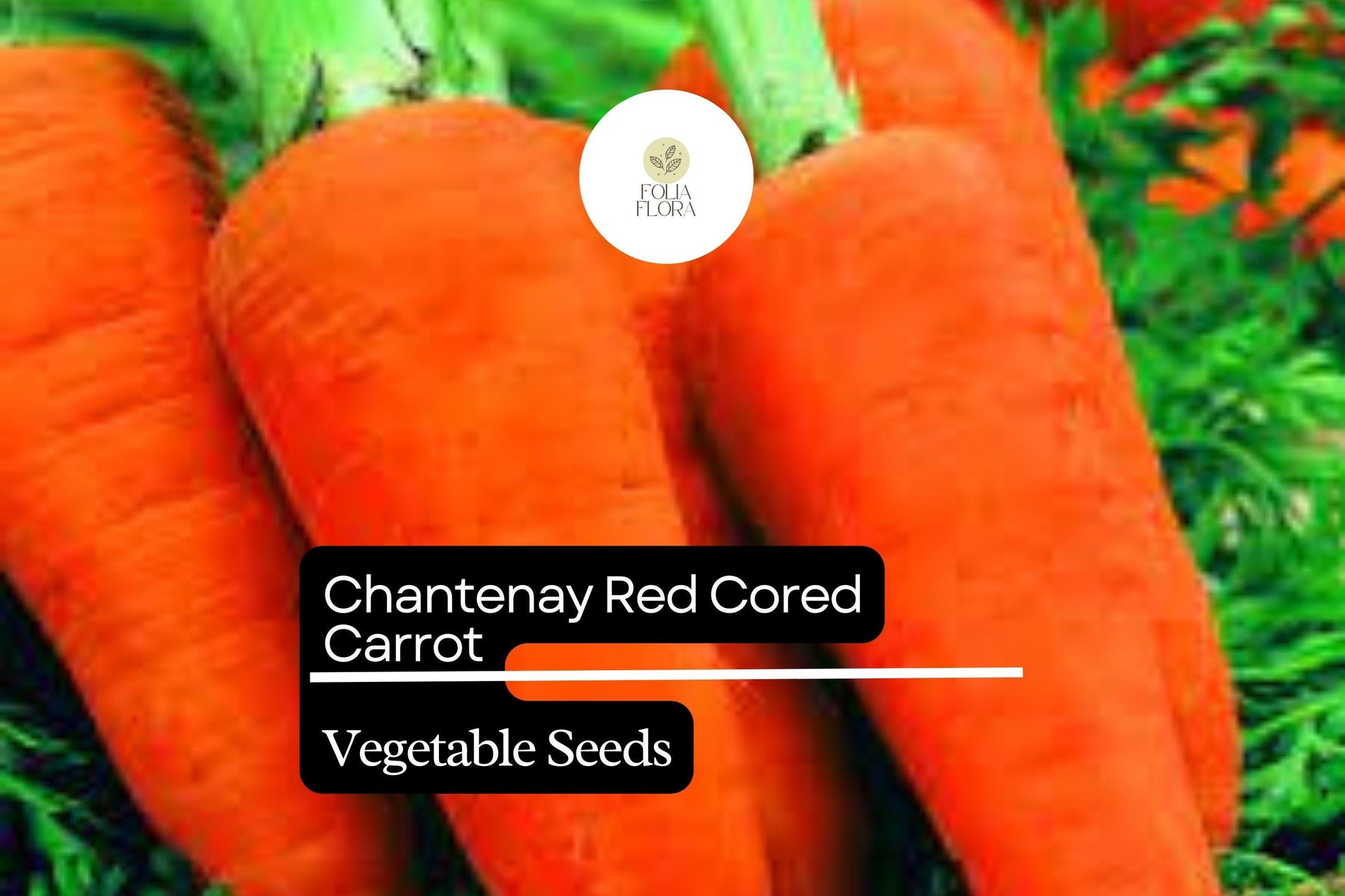 Chantenay Red Cored Carrot Seeds - Heirloom, Sweet Flavor, Easy Grow, 1g Packet - Daucus carota