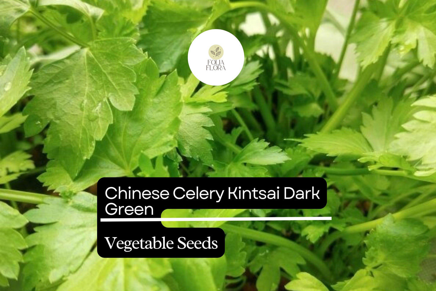 Chinese Celery Seeds 500mg Kintsai Dark Green Heirloom (Apium graveolens var. secalinum) - Aromatic, Flavorful, Easy to Grow