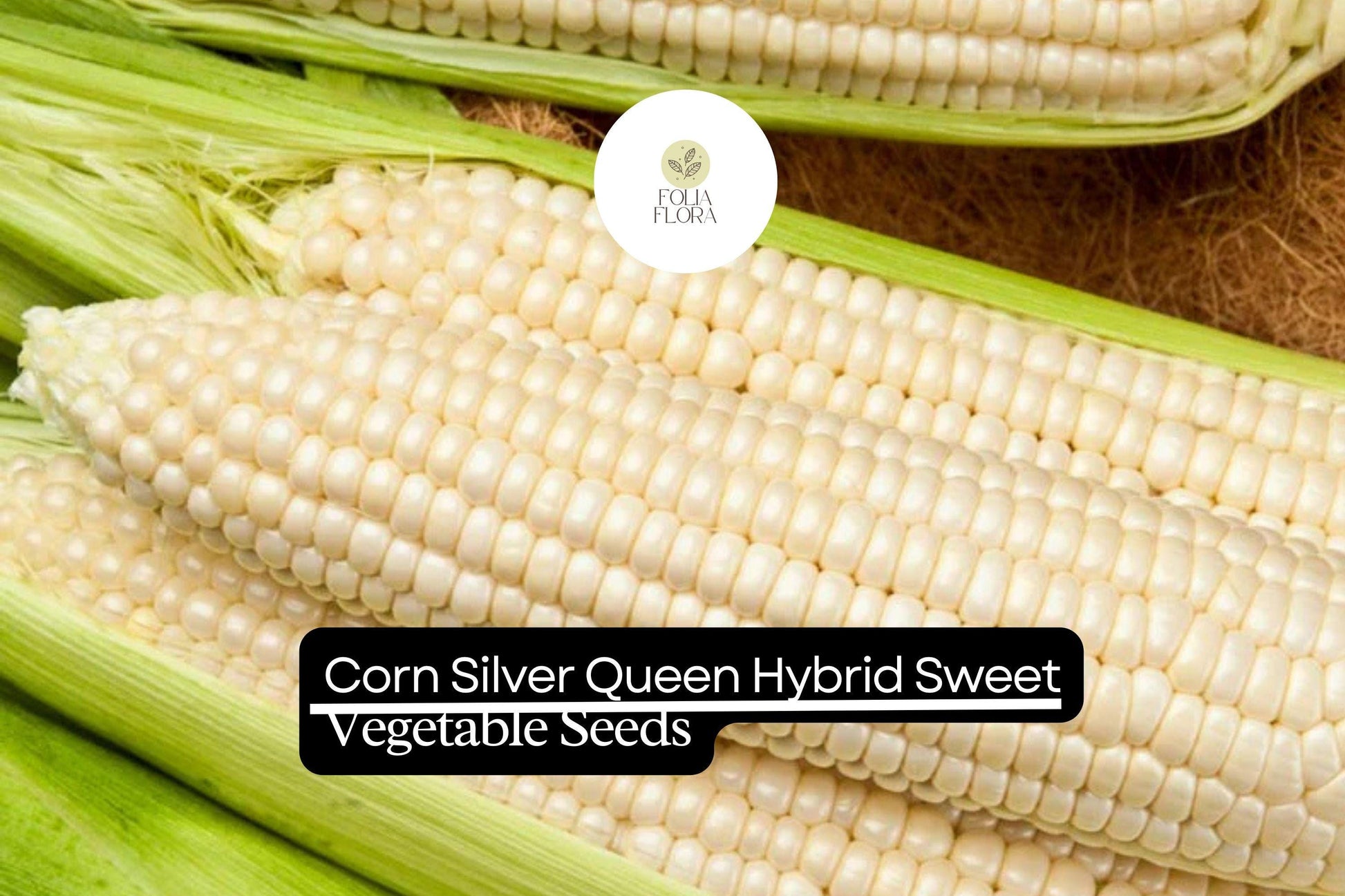 Silver Queen Corn Seeds - 1/4 oz Hybrid Sweet Seeds (Zea mays) - High-Yield, Creamy White Kernels, Disease-Resistant