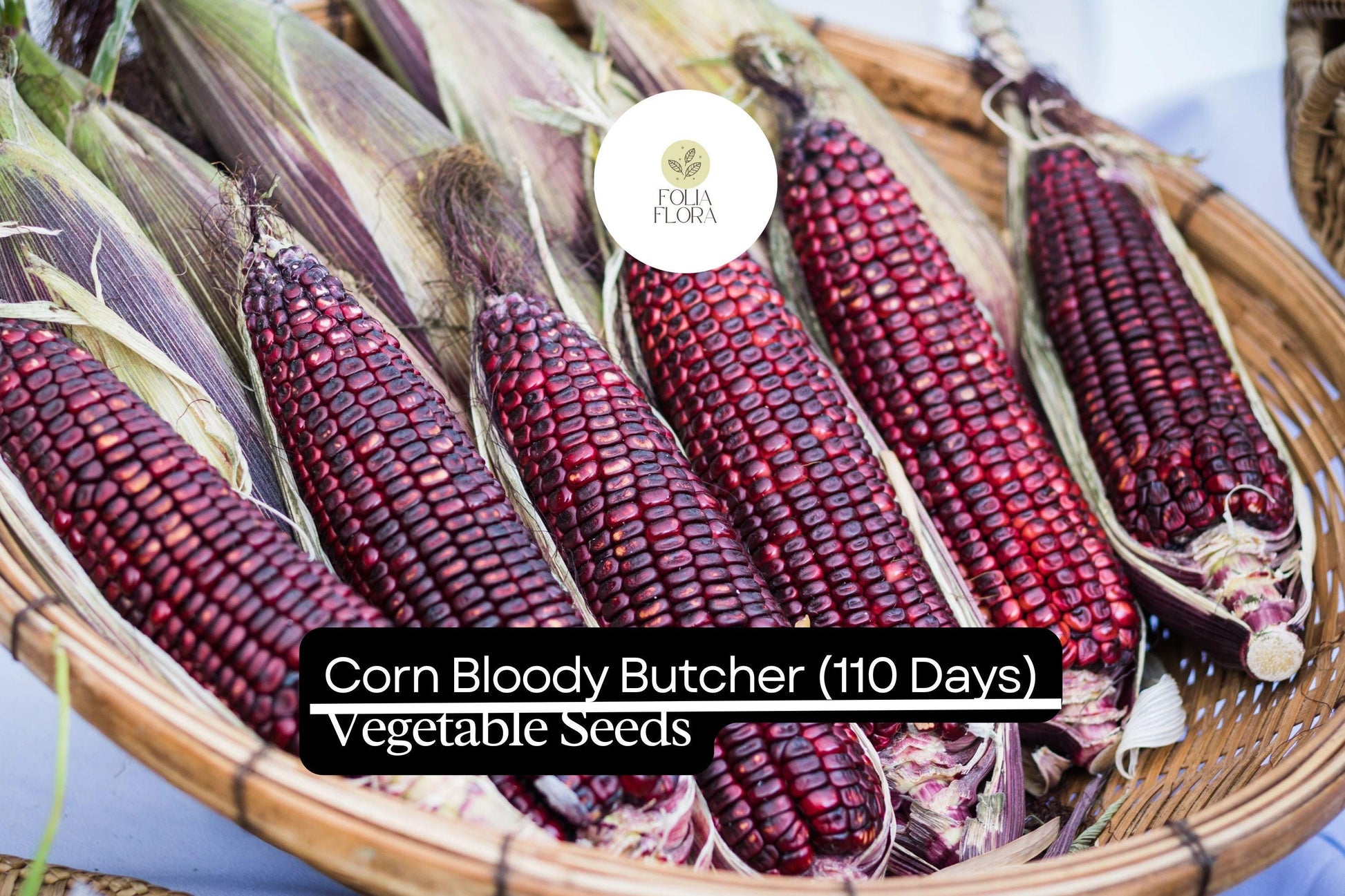 Corn Bloody Butcher Seeds | 5g Heirloom Red Dent Corn | Non-GMO Multi-Purpose Variety | Zea mays