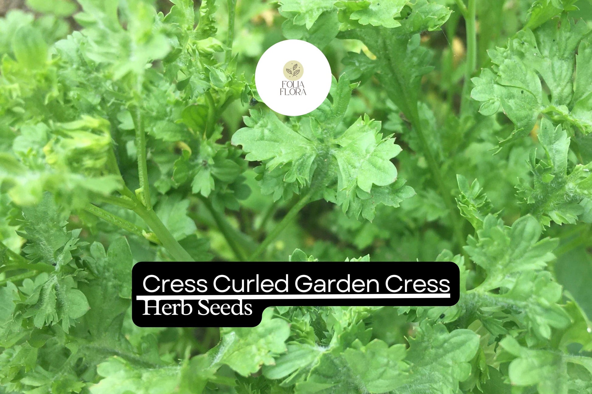 Cress Curled Seeds 1g | Peppery Garden Cress, Fast-Growing Heirloom Greens, Lepidium sativum, Microgreens for Salad