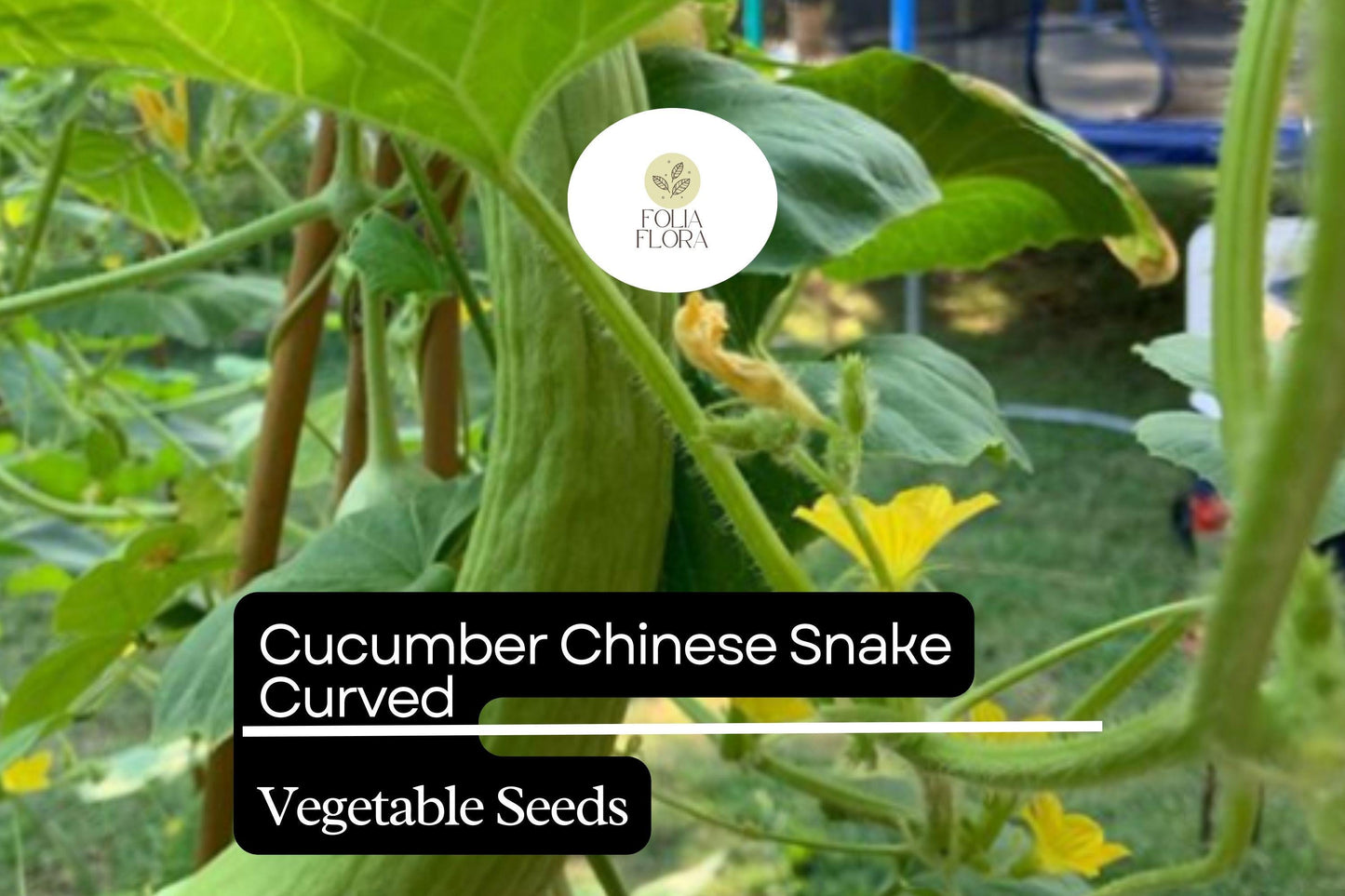 Cucumber Seeds 10 Pack Chinese Snake Curved Heirloom Non-GMO Cucumis sativus for Fresh Eating & Salads