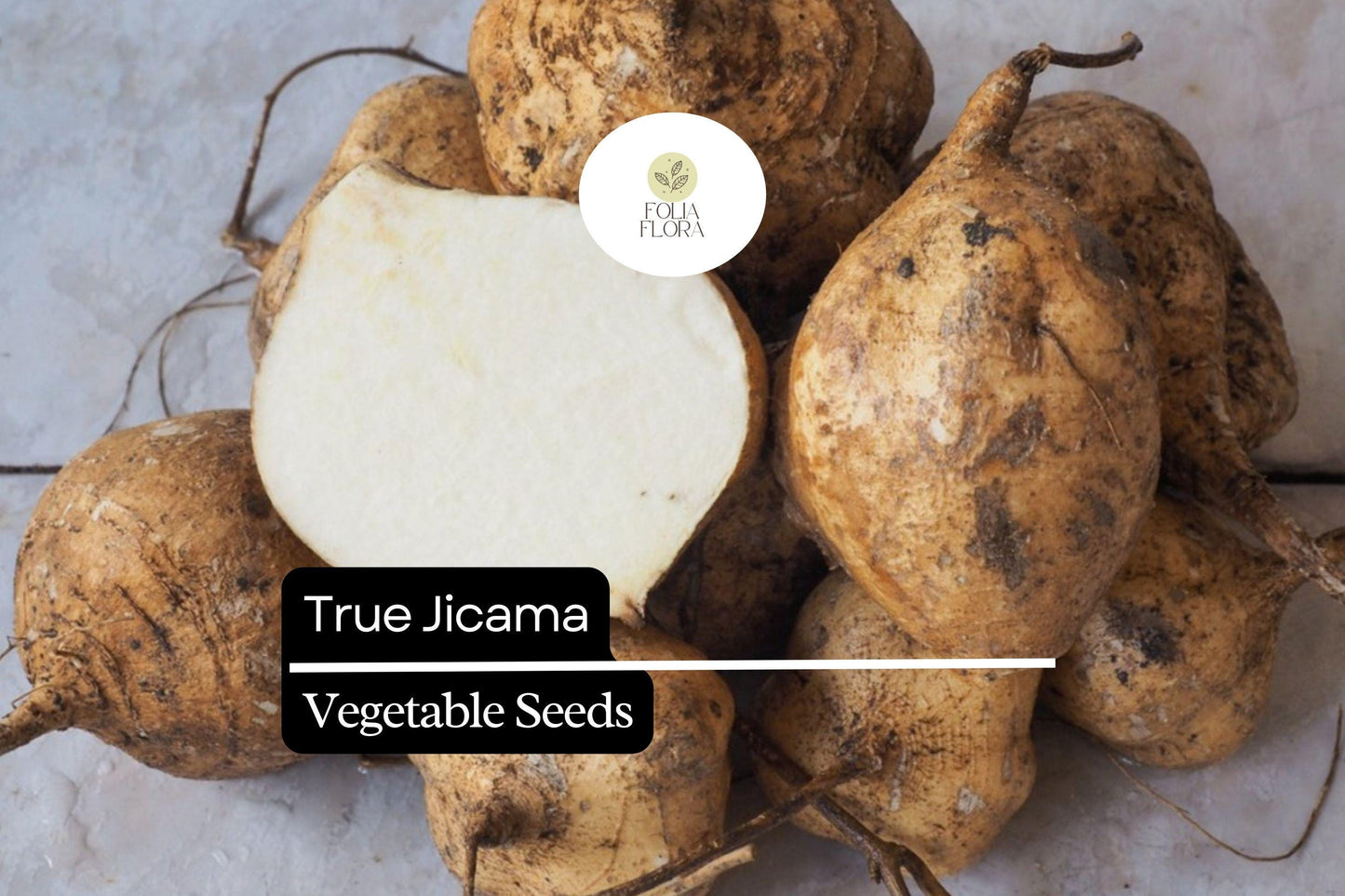 True Jicama Seeds | 5 Heirloom Seeds | Pachyrhizus erosus | Non-GMO, Crisp & Nutritious Root Vegetable for Home Garden