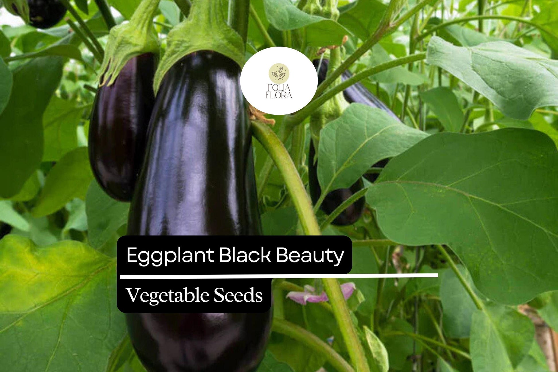 Black Beauty Eggplant Seeds | 300mg Heirloom, High Yield | Solanum melongena | Deep Purple Fruits for Grilling & Roasting