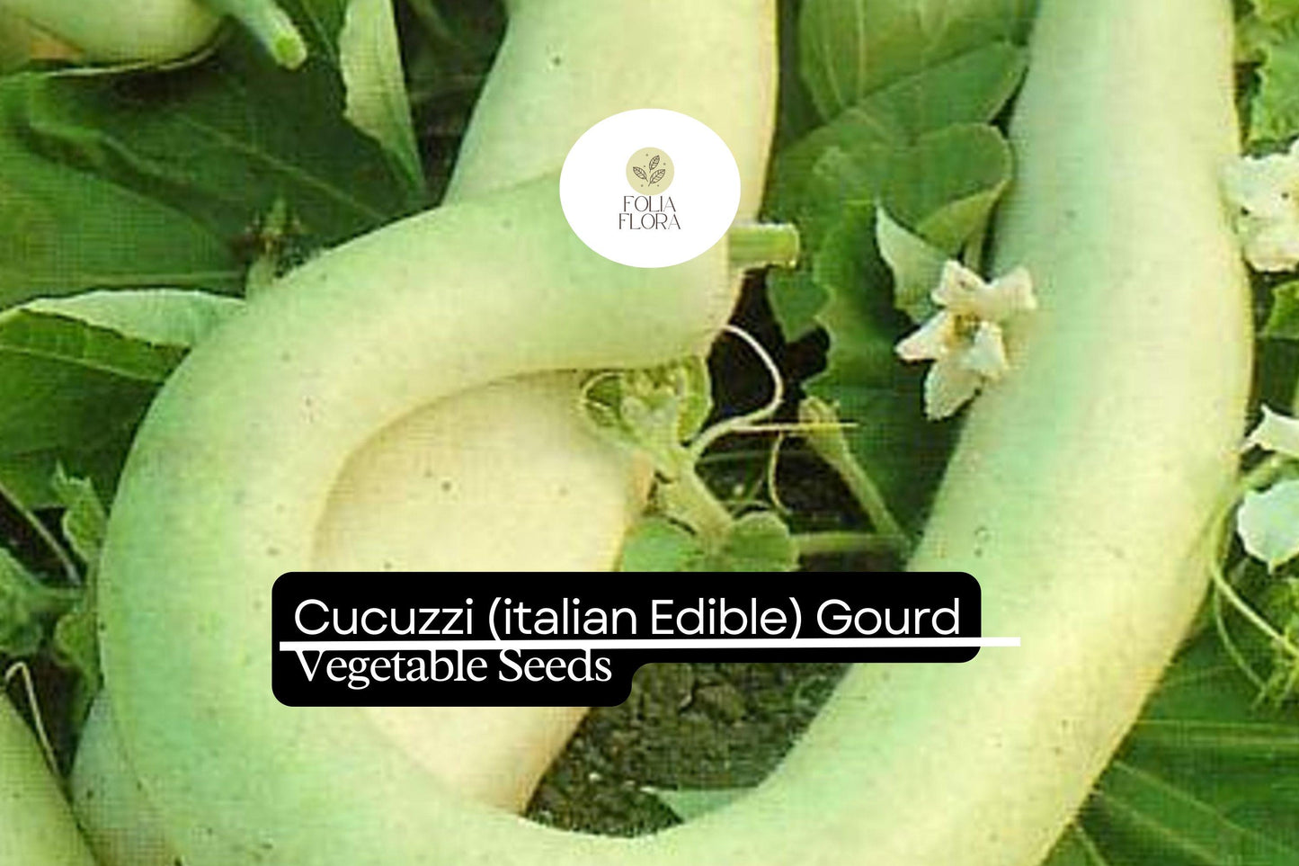 Cucuzzi Gourd Seeds | 10-Pack Italian Heirloom Edible Gourd | Lagenaria siceraria | Fast-Growing Climbing Vine