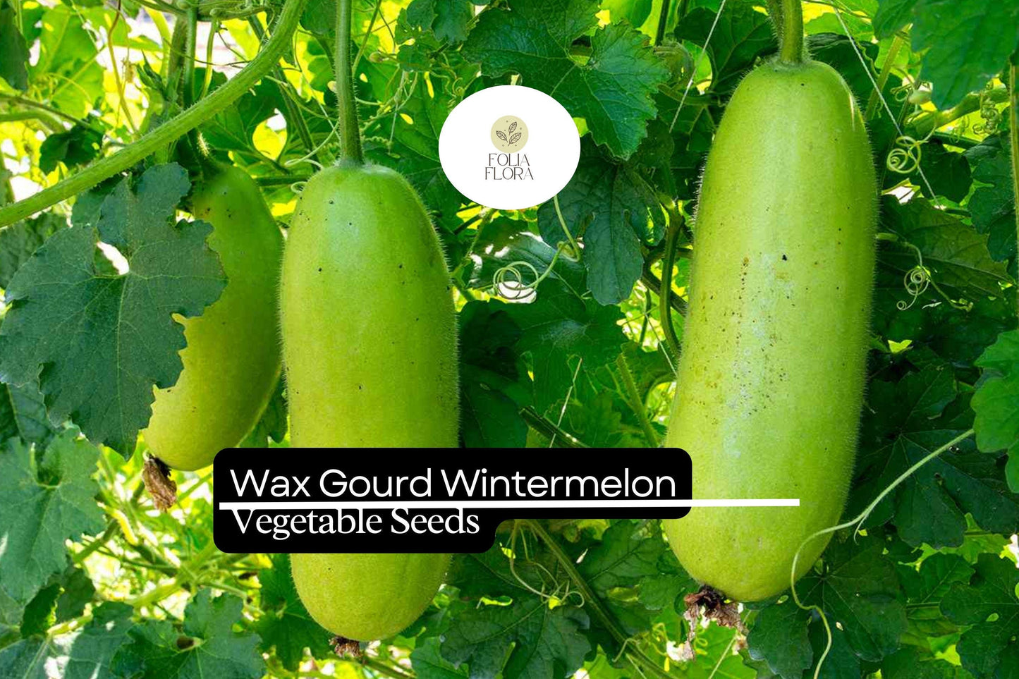 Wintermelon Seeds | 10 Heirloom Seeds | Benincasa hispida | Large Oval Fruits for Soups & Curries | Non-GMO, High Yield