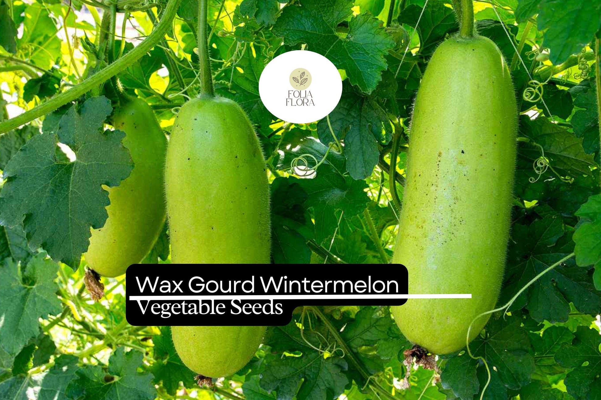 Wintermelon Seeds | 10 Heirloom Seeds | Benincasa hispida | Large Oval Fruits for Soups & Curries | Non-GMO, High Yield
