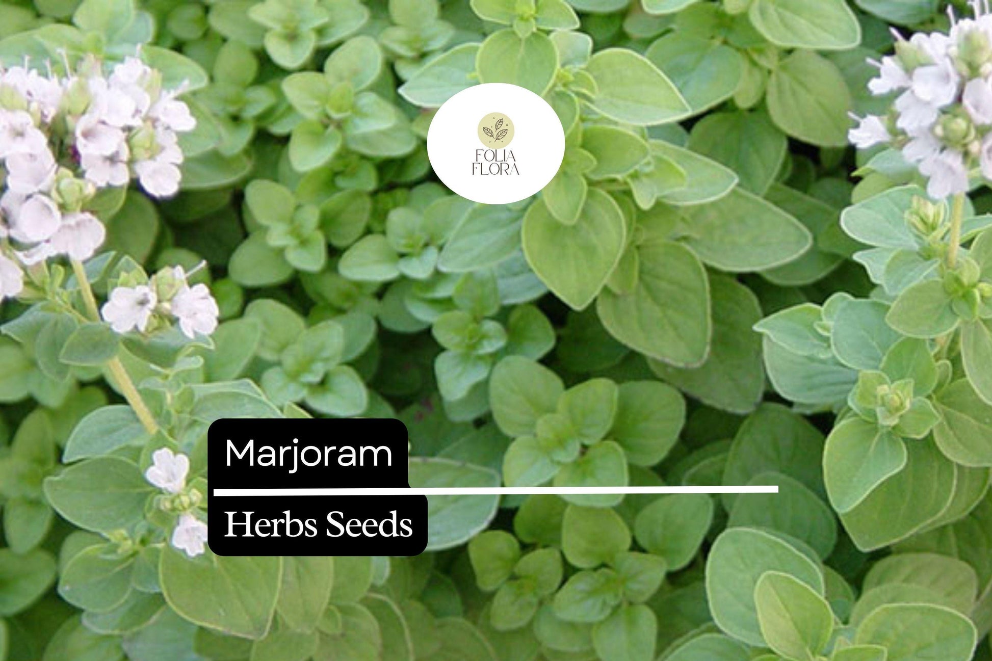 Marjoram Seeds 100mg Sweet Aromatic Herb Non-GMO Origanum majorana Culinary Garden Plant