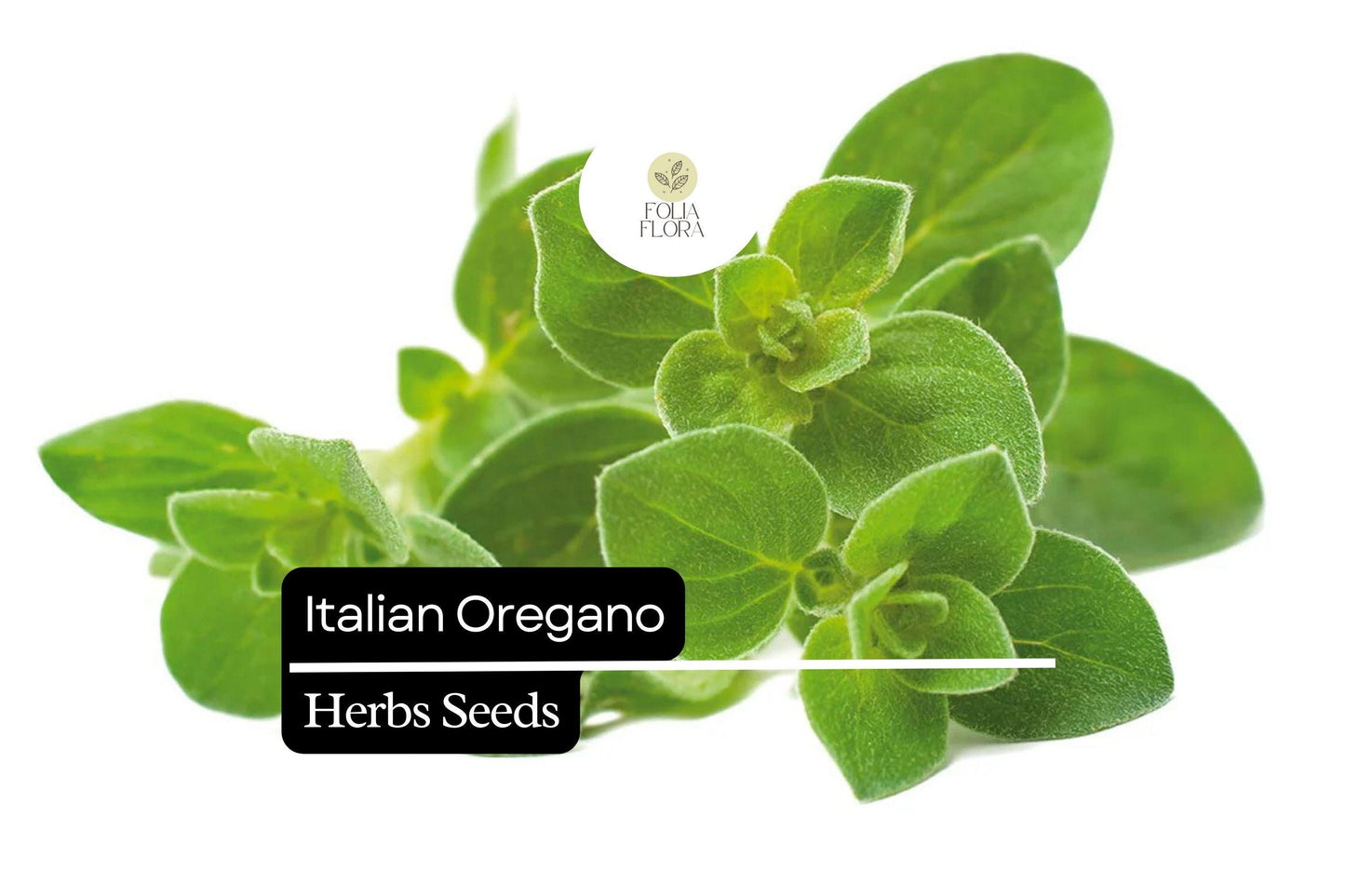 Italian Oregano Seeds 100mg | Heirloom Non-GMO Origanum vulgare | Aromatic Culinary Herb for Mediterranean Dishes