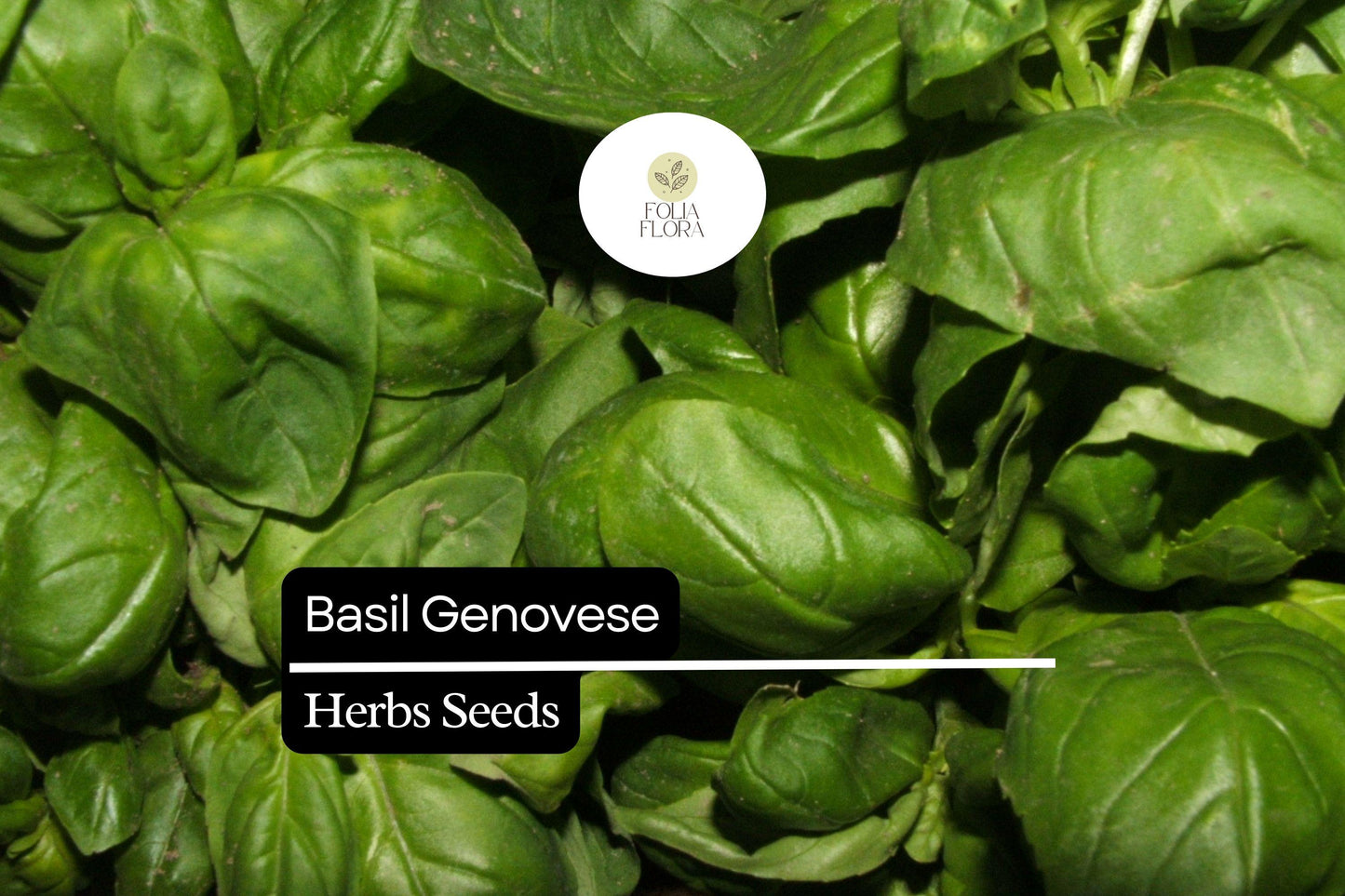 Basil Genovese Seeds 1g | Heirloom Non-GMO Culinary Herb | Aromatic Flavor | Ocimum basilicum