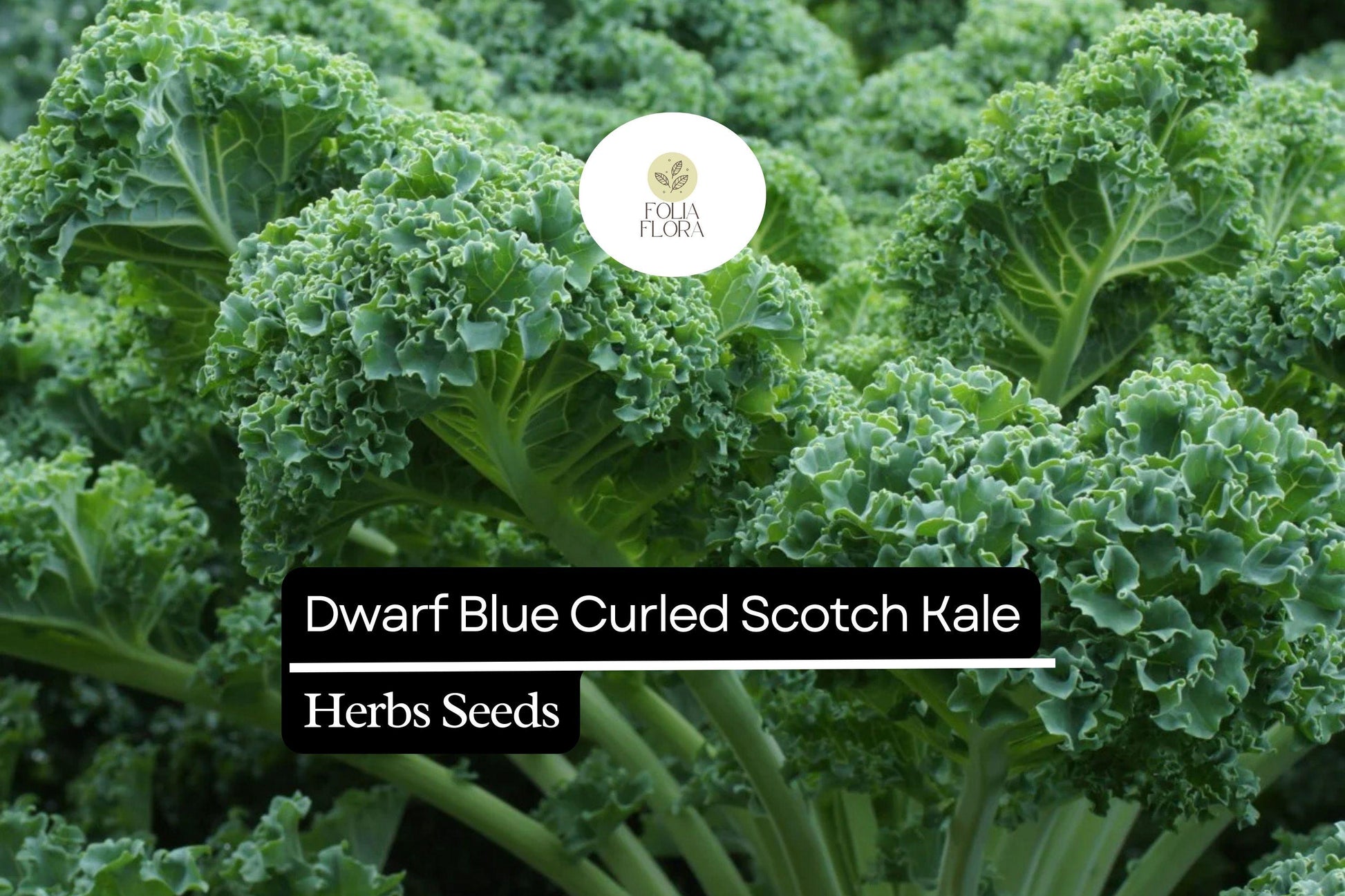 Dwarf Blue Curled Scotch Kale Seeds - 1g Heirloom Non-GMO Brassica oleracea - Nutritious Easy-Grow Blue-Green Curly Leaves