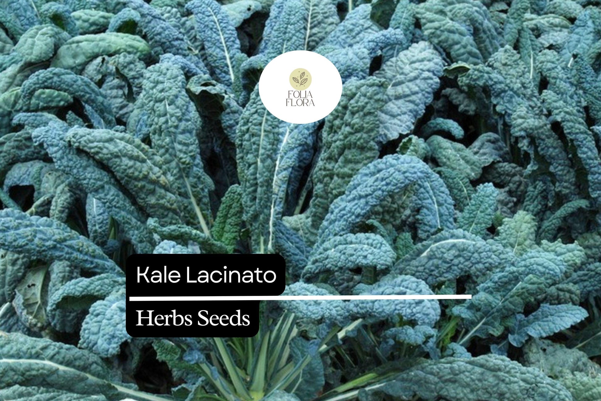 Dinosaur Kale Seeds | 1g Non-GMO Heirloom Lacinato | Brassica oleracea | Dark Green, Nutrient-Dense, Frost-Tolerant