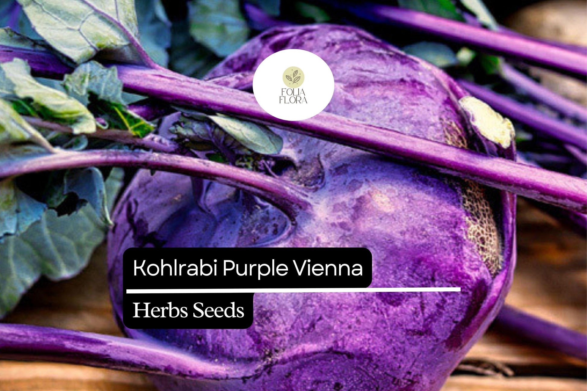 Kohlrabi Seeds 500mg Purple Vienna Heirloom Non-GMO Brassica oleracea | Nutritious, Easy-Grow Vegetable for Home Gardens