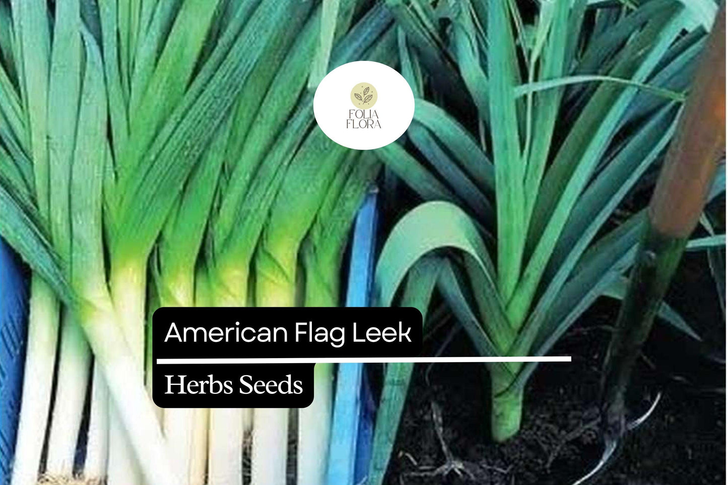 American Flag Leek Seeds 300mg | Heirloom Non-GMO | Allium ampeloprasum | Hardy, Mild Flavor, Cold-Tolerant Vegetable
