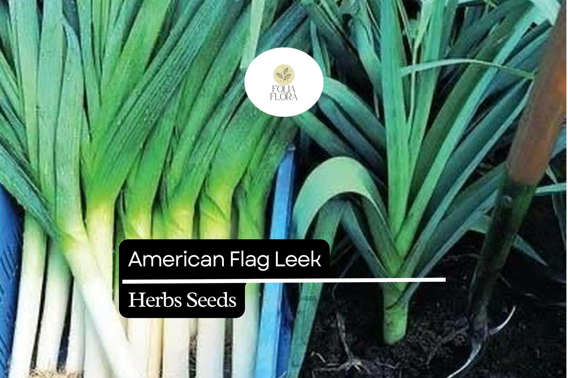 American Flag Leek Seeds 300mg | Heirloom Non-GMO | Allium ampeloprasum | Hardy, Mild Flavor, Cold-Tolerant Vegetable