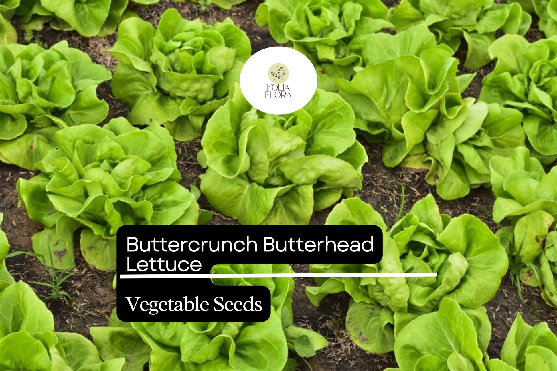 Buttercrunch Lettuce Seeds | 1g Packet | Heirloom, Sweet Flavor, Bolt-Resistant | Lactuca sativa