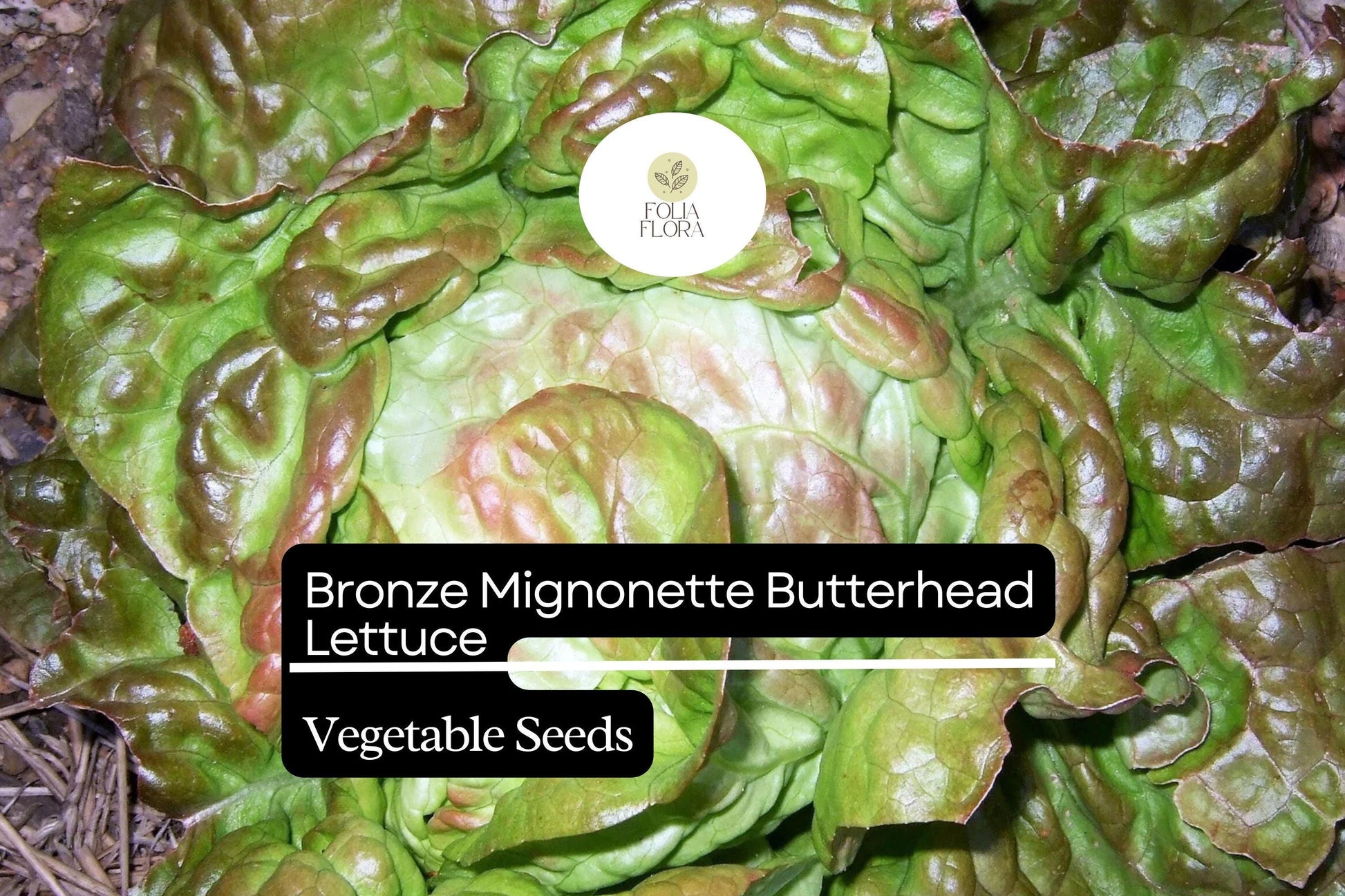 Bronze Mignonette Lettuce Seeds | 1g Heirloom, Non-GMO, Lactuca sativa | Tender, Nutty Flavor, Heat-Resistant, Butterhead Variety