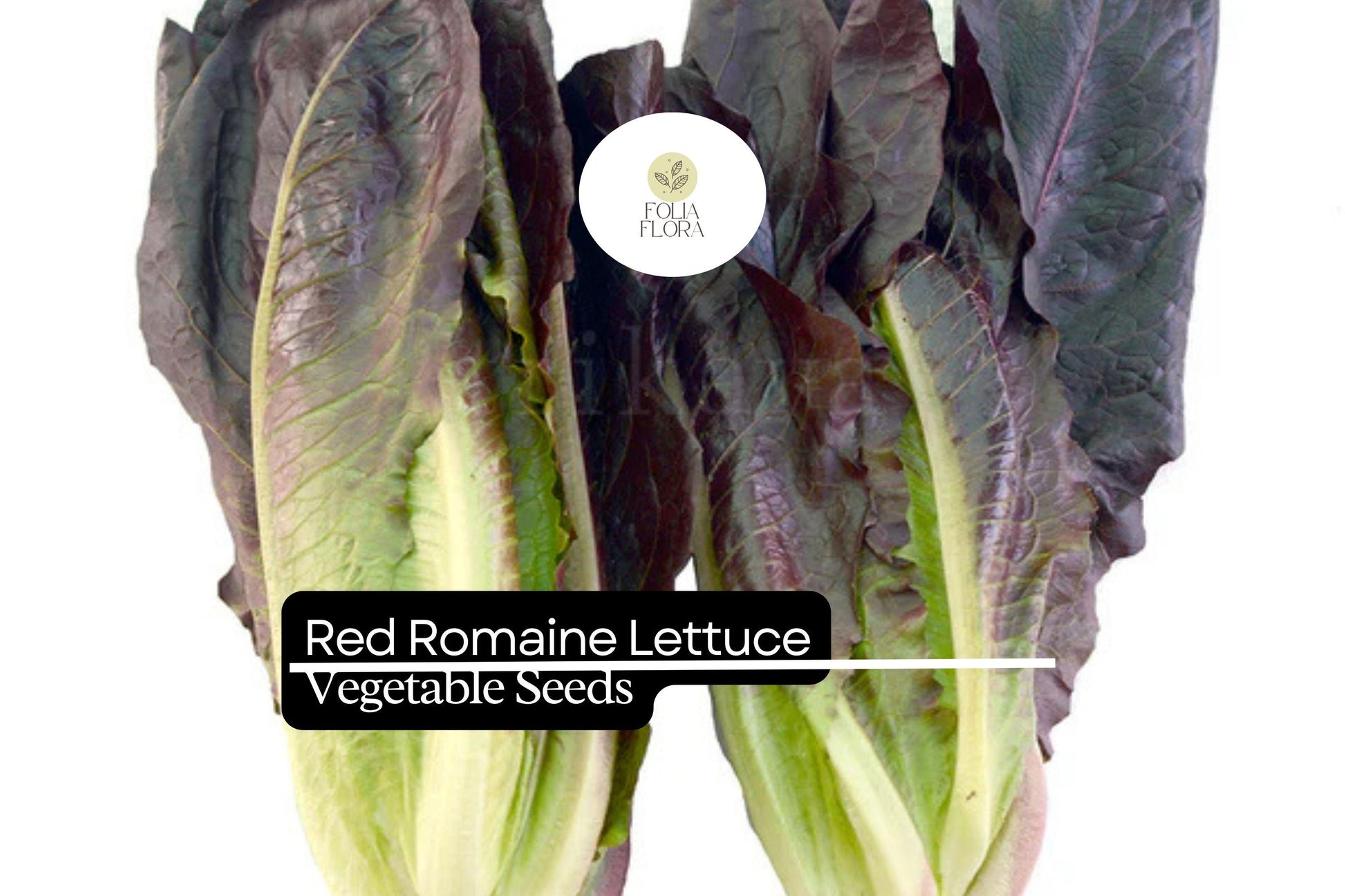 Red Romaine Lettuce Seeds | 1g Heirloom Non-GMO | Vibrant Red-Tinted Leaves | Lactuca sativa | Bolt-Resistant Variety