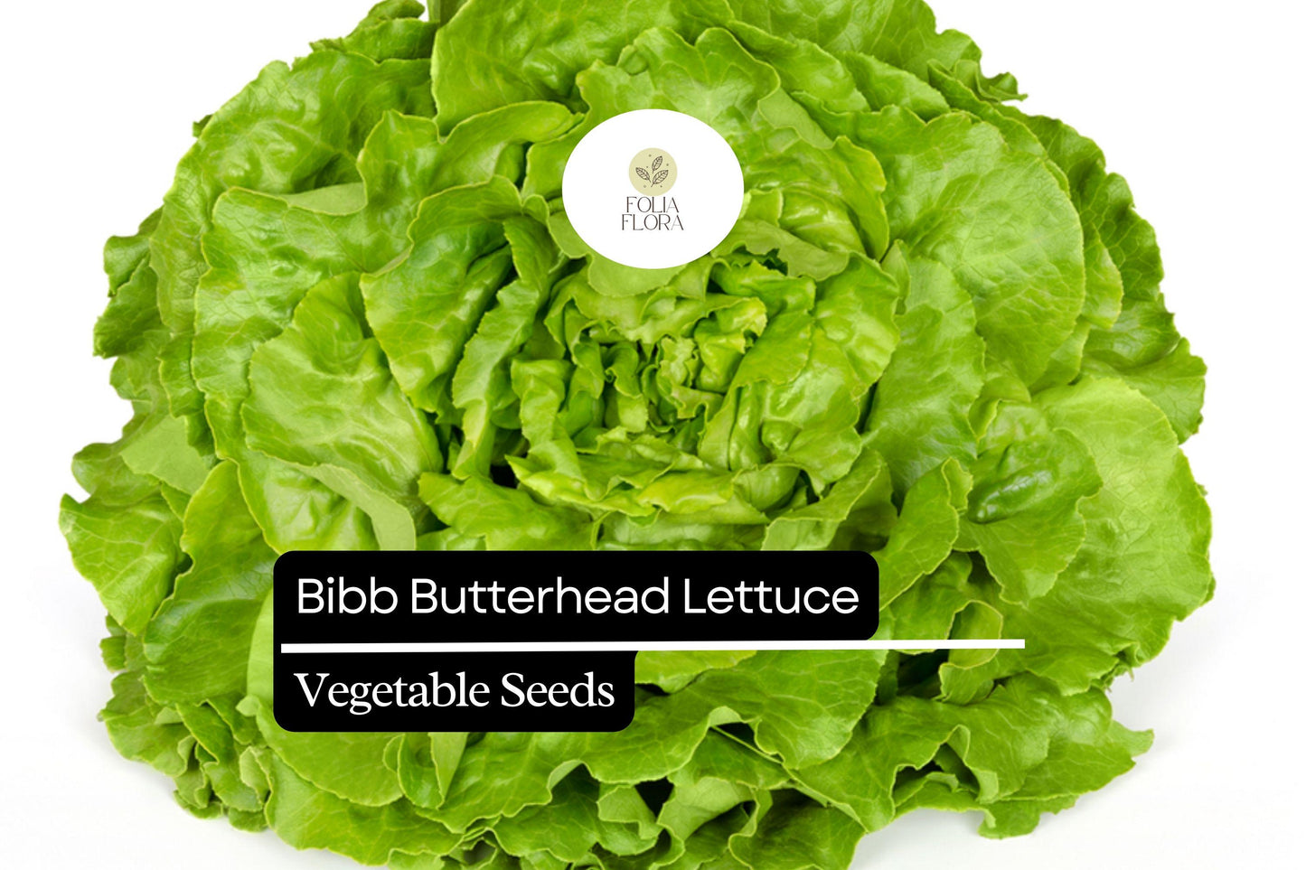 Bibb Butterhead Lettuce Seeds 1g | Lactuca sativa | Heirloom Non-GMO | Sweet Tender Greens for Salads & Wraps