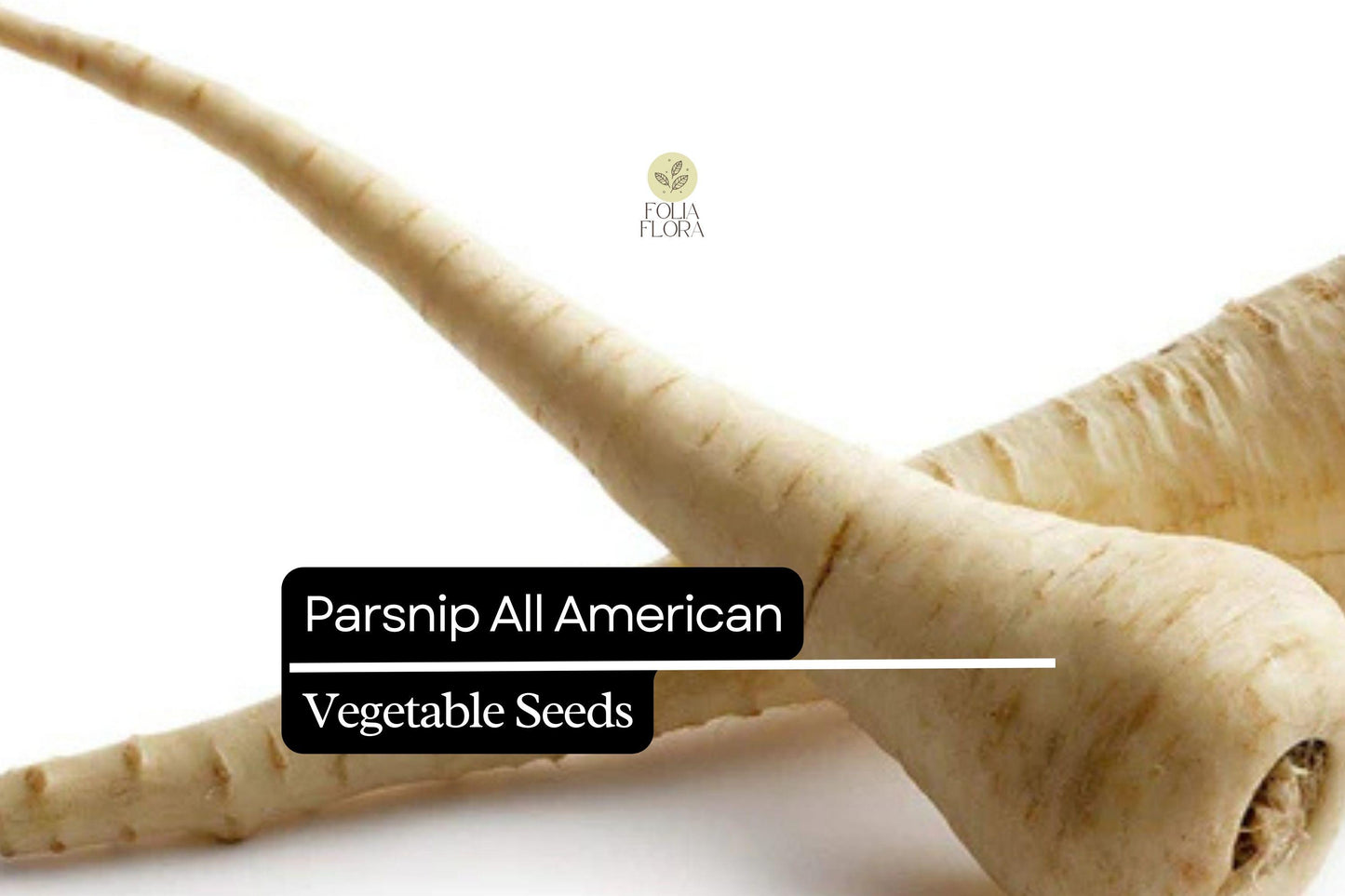Parsnip Seeds 1g | Heirloom All American | Pastinaca sativa | Non-GMO, Sweet Flavor, Cold Hardy, Root Vegetable