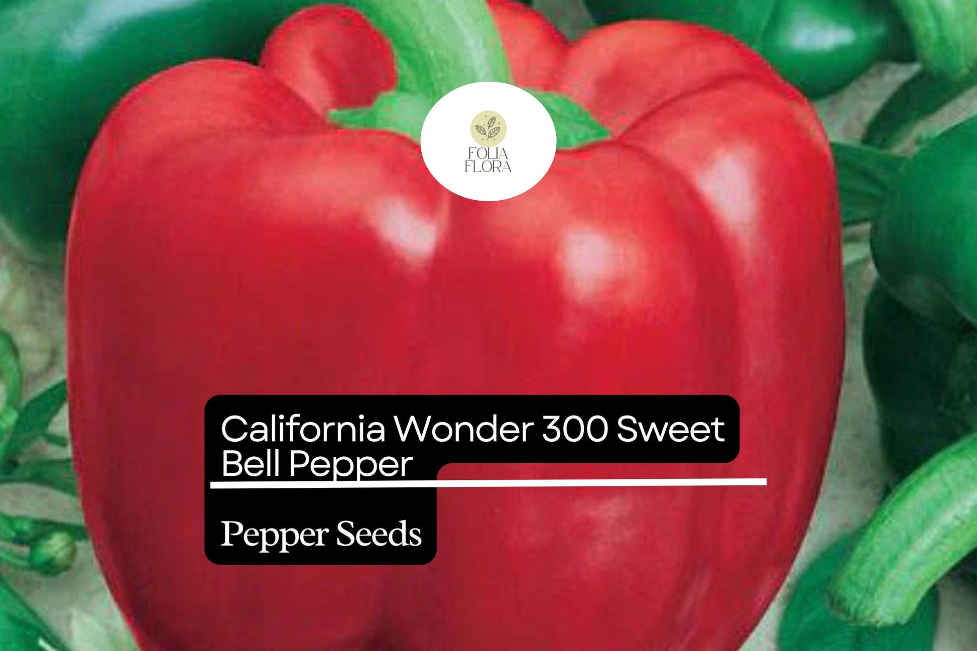 California Wonder Bell Pepper Seeds 300mg | Non-GMO Heirloom Capsicum annuum | High Yield Sweet Peppers for Garden
