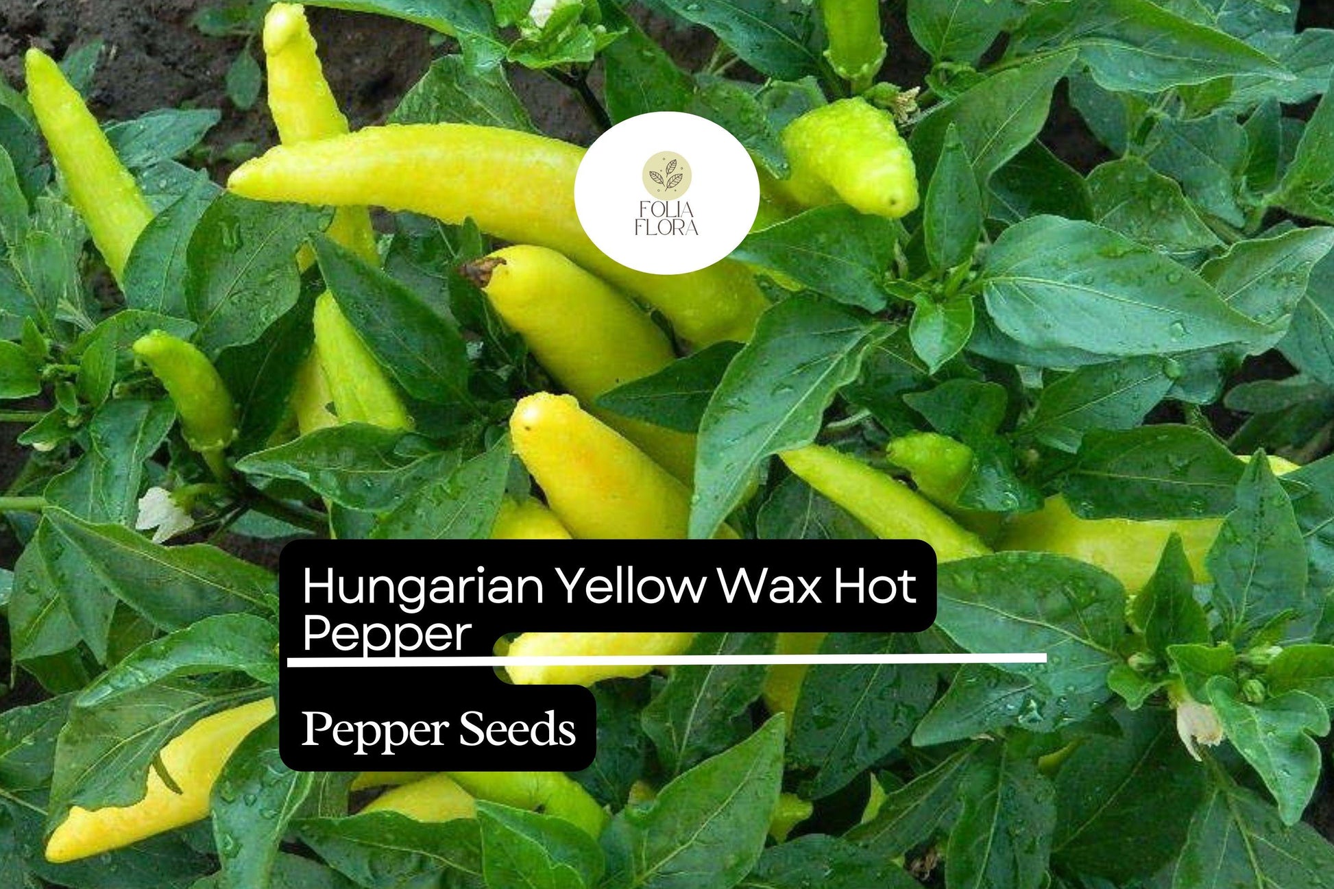 Hungarian Yellow Wax Pepper Seeds - Non-GMO, Mild-Medium Heat, Capsicum annuum, Perfect for Pickling and Grilling, 300mg