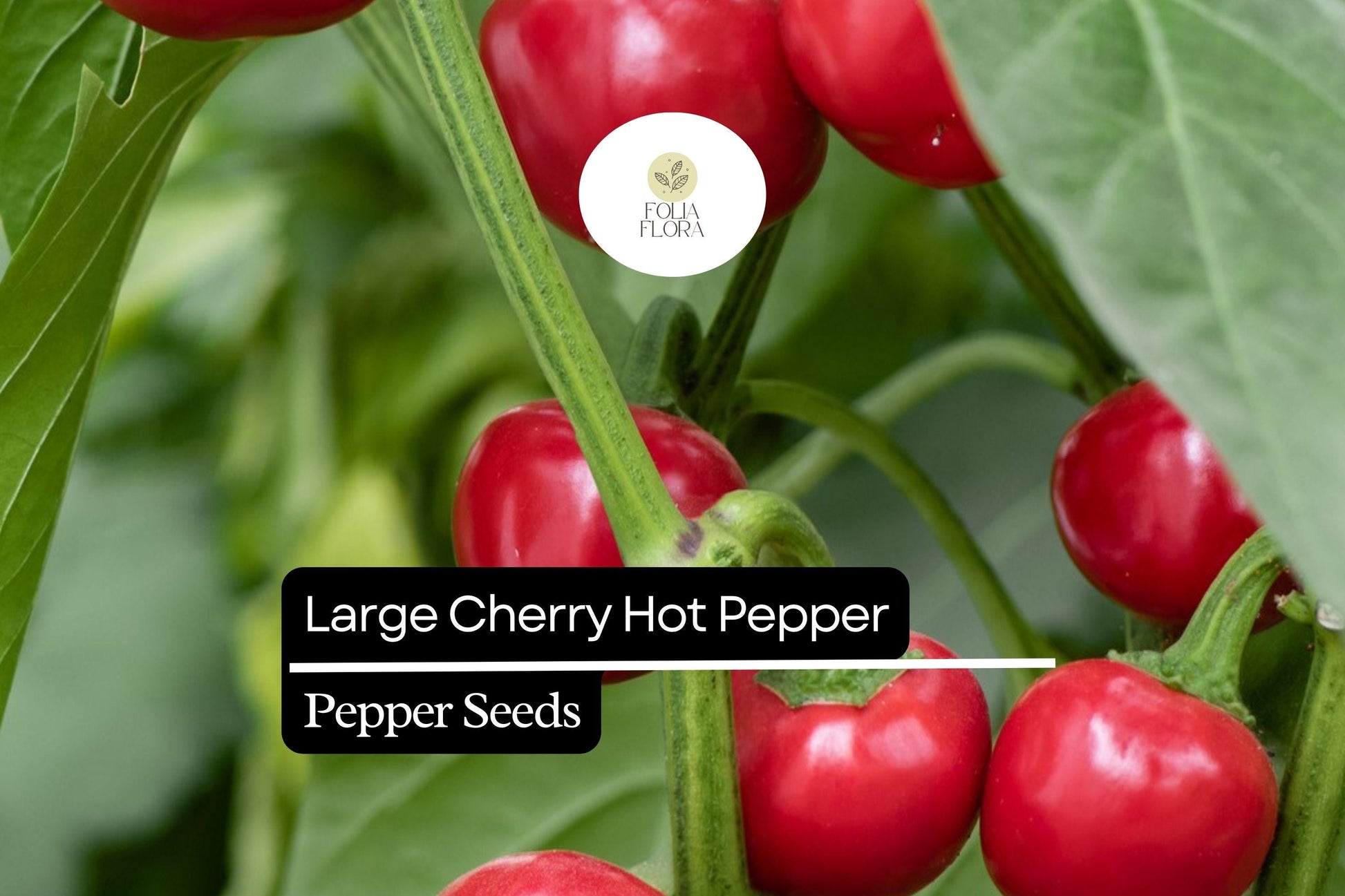 Large Cherry Hot Pepper Seeds | 250mg Non-GMO | Mild Heat, Bright Red, Round | Capsicum annuum