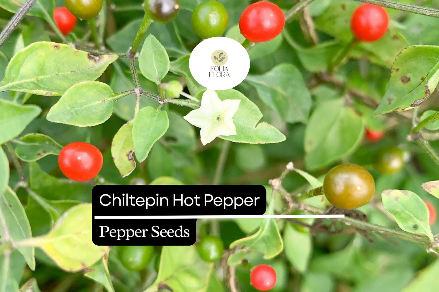 Chiltepin Pepper Seeds 250mg | Wild Hot Chili, Non-GMO, Capsicum annuum var. glabriusculum, Smoky Flavor, Very Hot