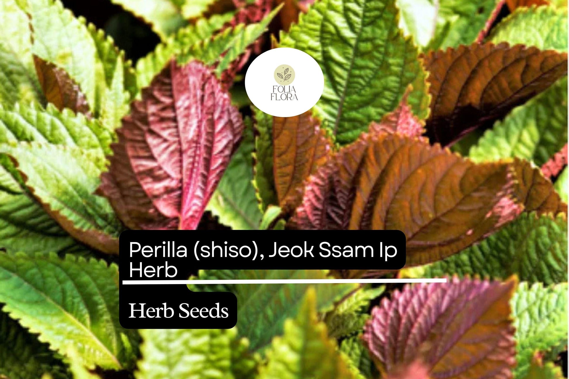 Perilla Shiso Seeds 500mg | Red-Leaf Asian Herb for Korean Wraps | Perilla frutescens | Non-GMO, Aromatic, Easy to Grow