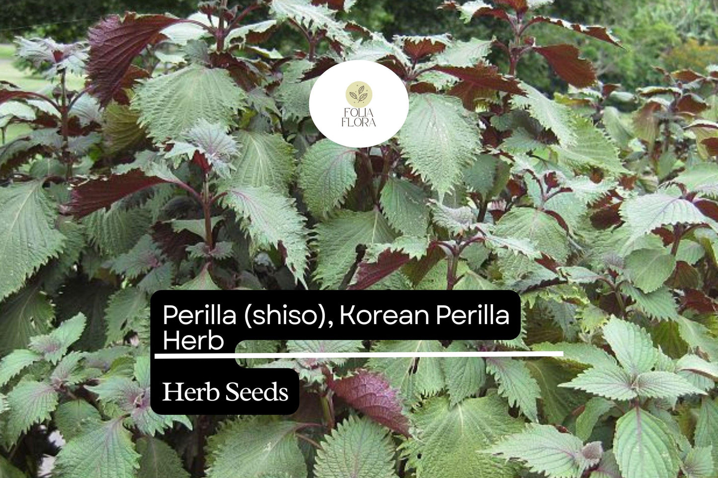 Korean Perilla Shiso Seeds 500mg | Aromatic Herb for Cooking | Non-GMO | Perilla frutescens | Versatile Asian Cuisine Flavor