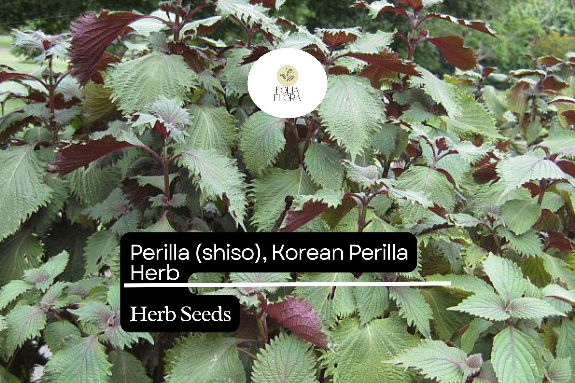 Korean Perilla Shiso Seeds 500mg | Aromatic Herb for Cooking | Non-GMO | Perilla frutescens | Versatile Asian Cuisine Flavor